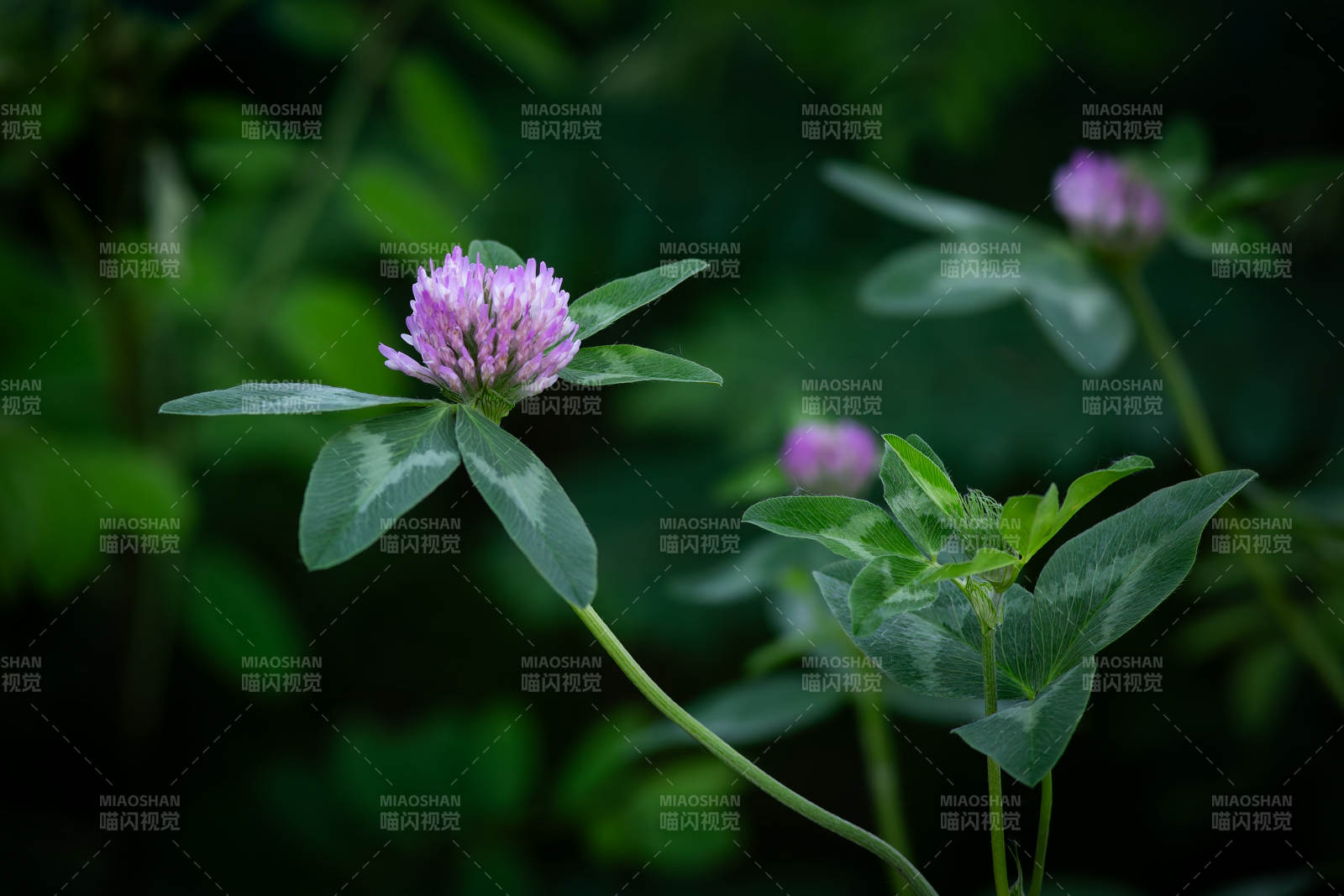 紫花苜蓿的靜謐之美