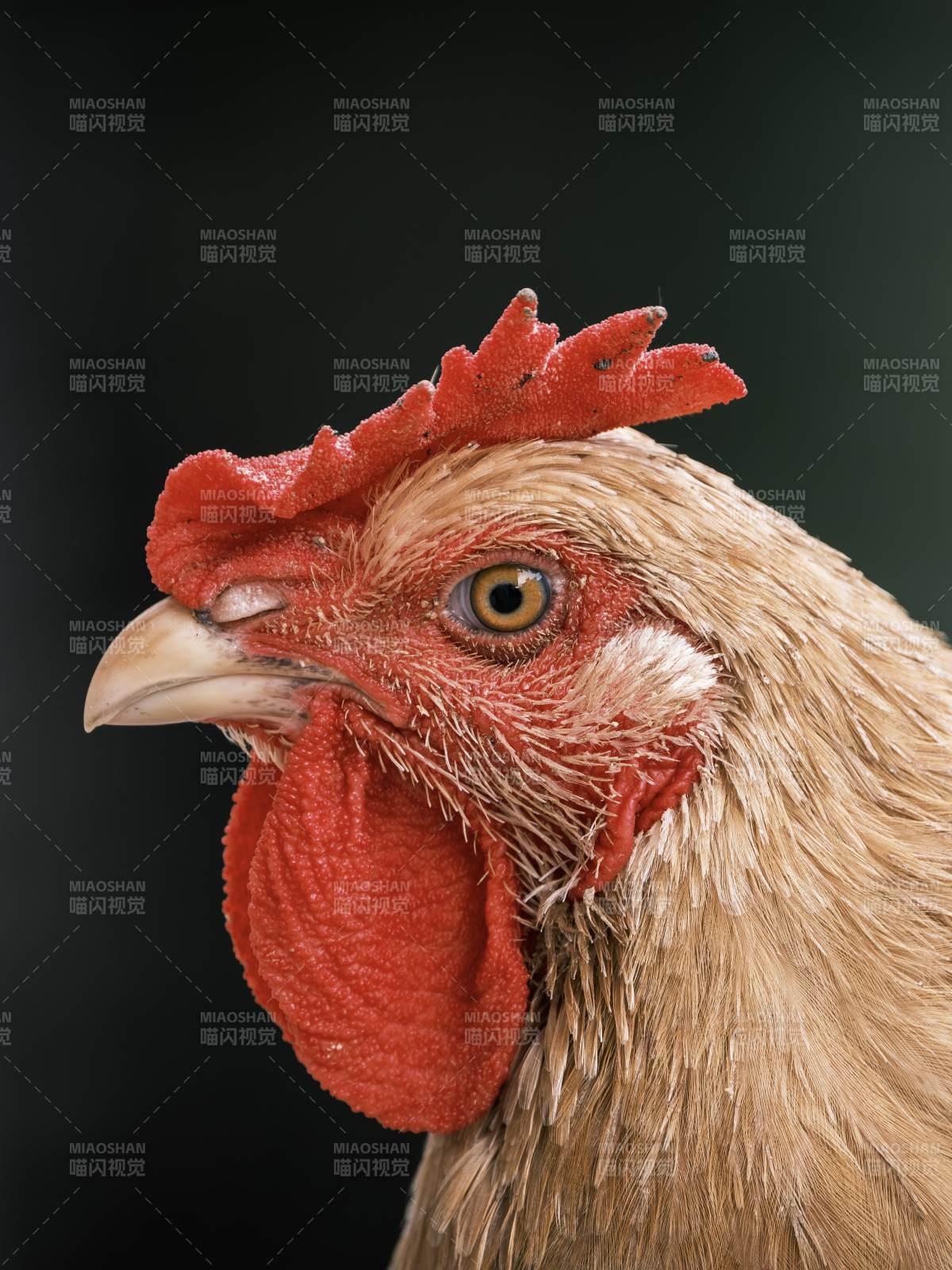 公雞特寫 紅色冠羽清晰可見