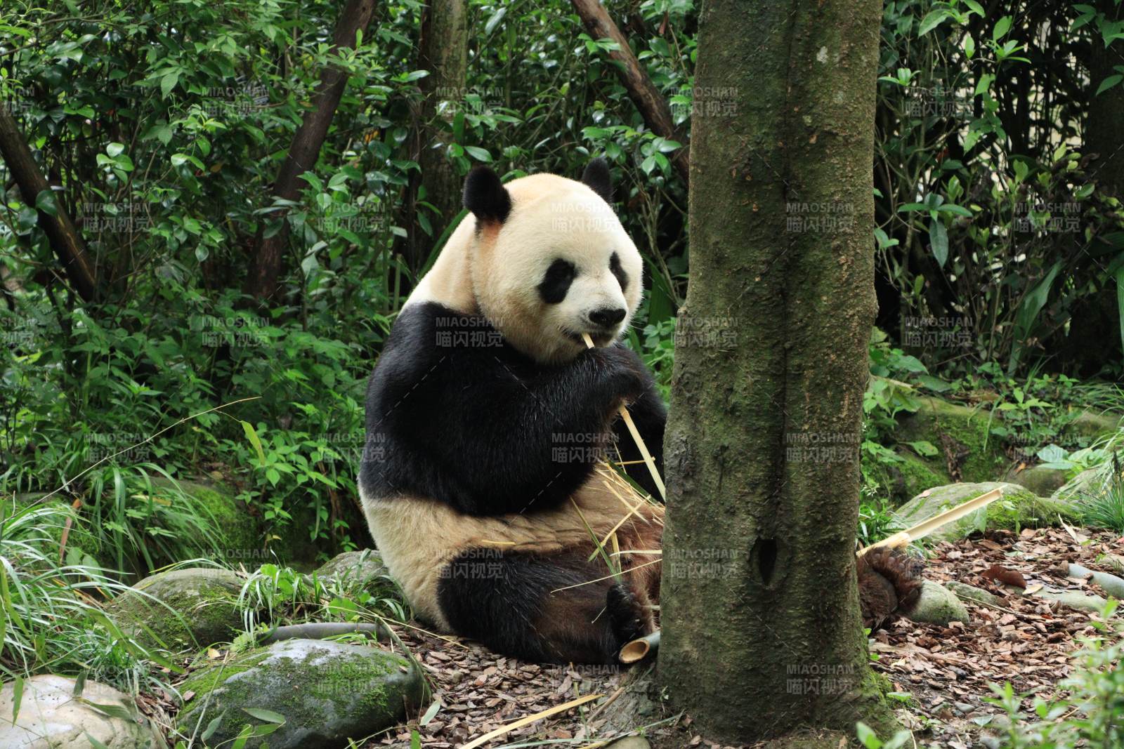 熊貓在樹旁吃竹子