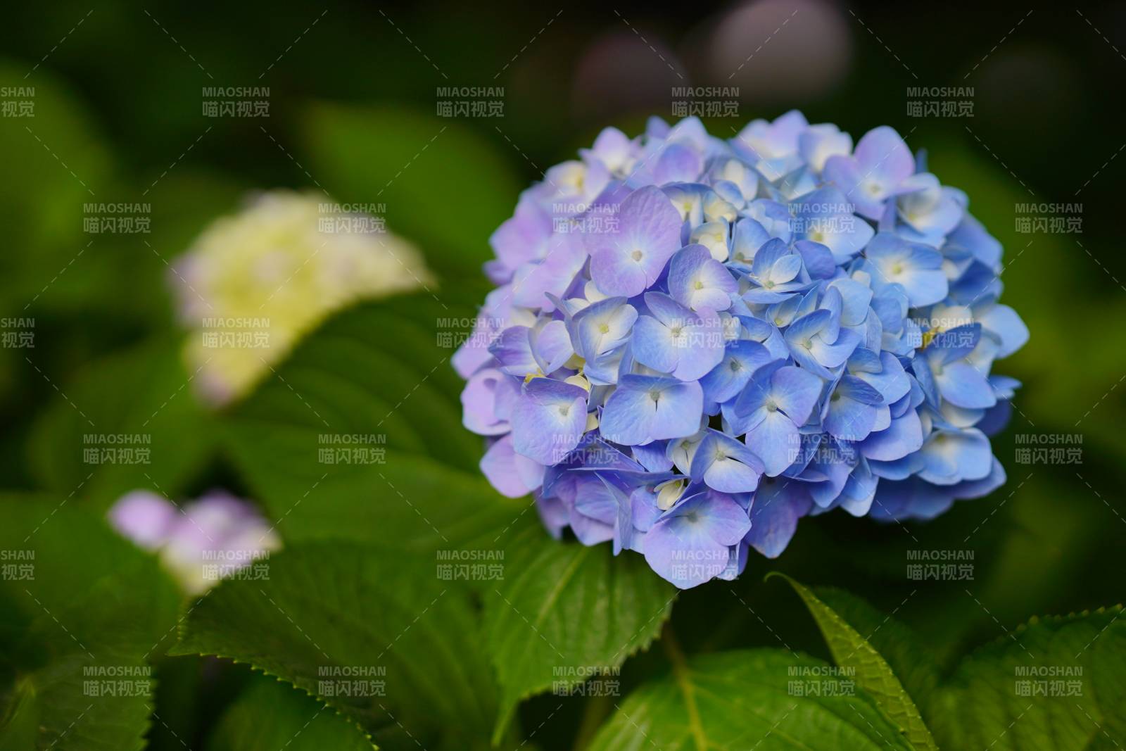 藍紫色繡球花特寫