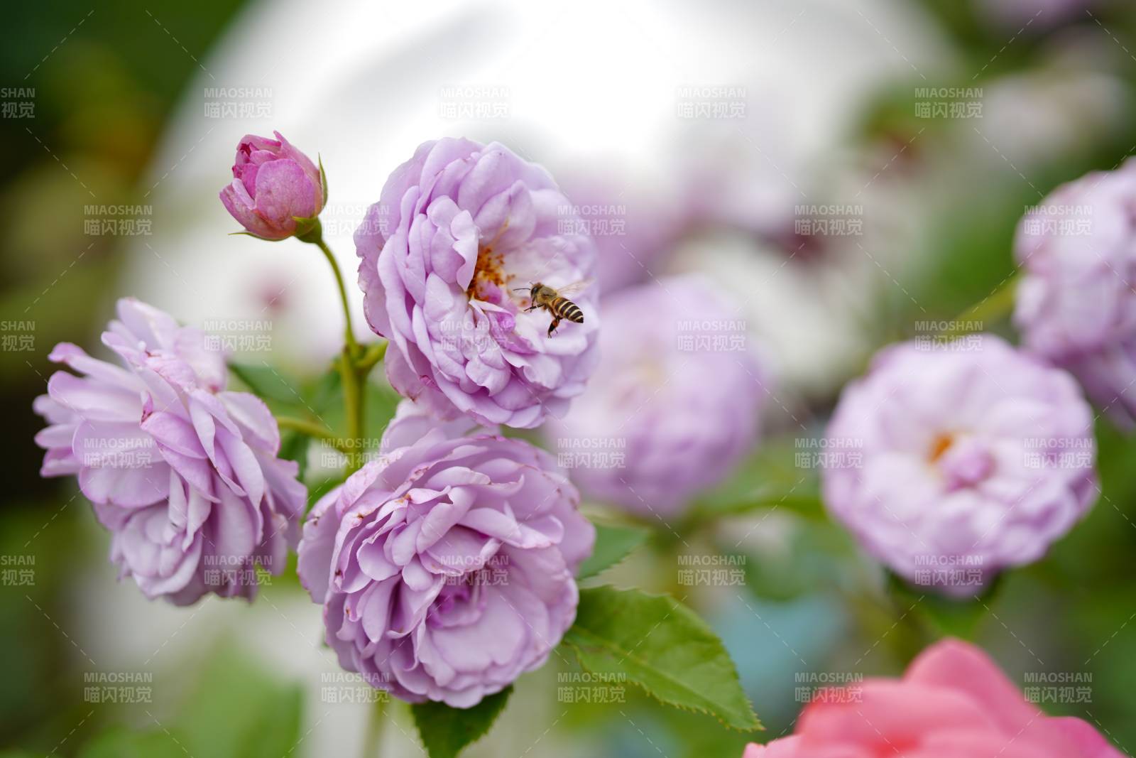 蜜蜂采蜜紫月季花叢中
