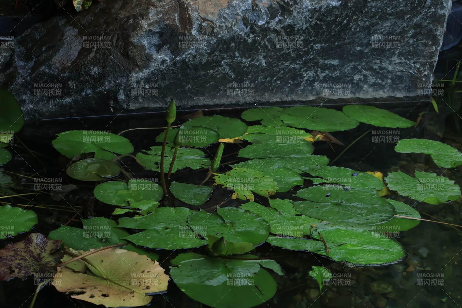 池塘中的睡莲叶