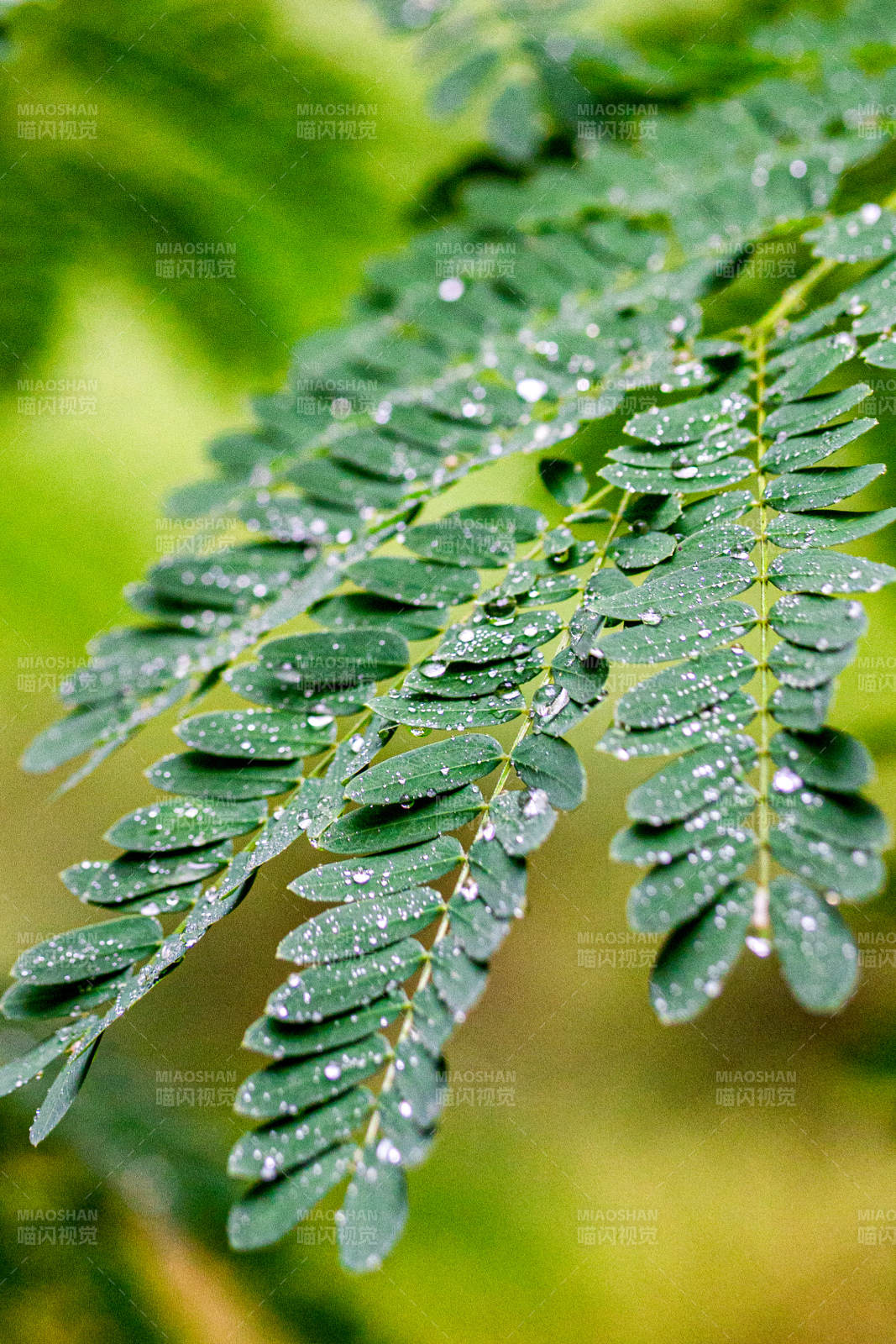 雨后綠葉上的水珠