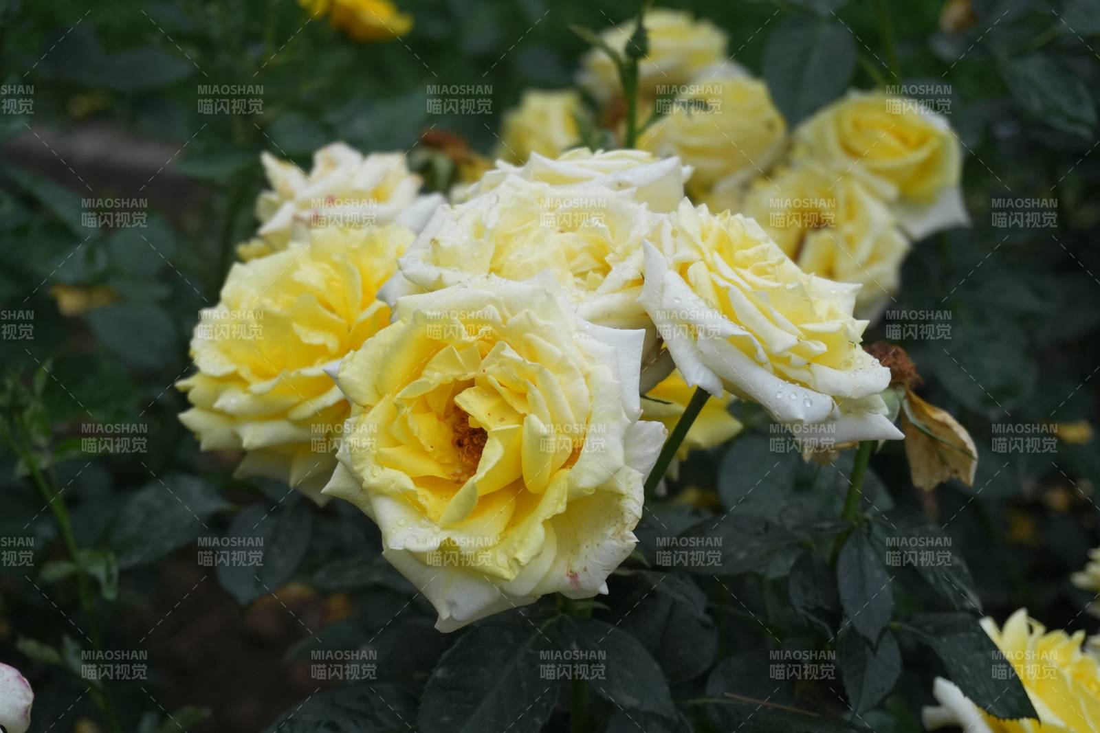 黃白相間的月季花叢