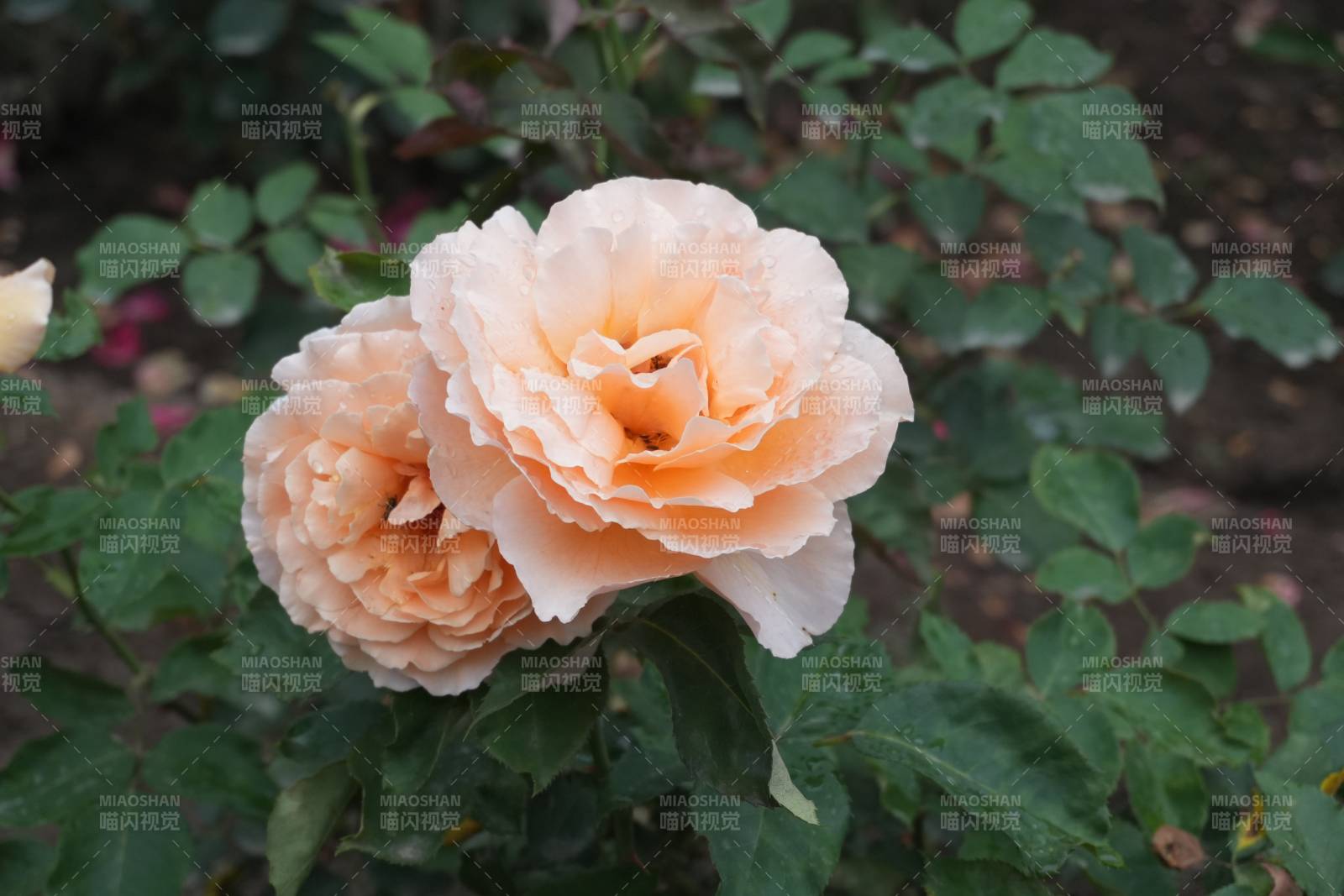 淡雅月季花綻放