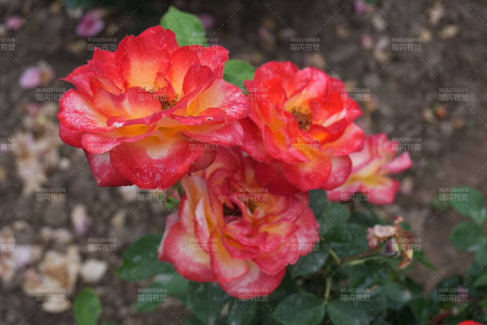綻放的紅黃月季花