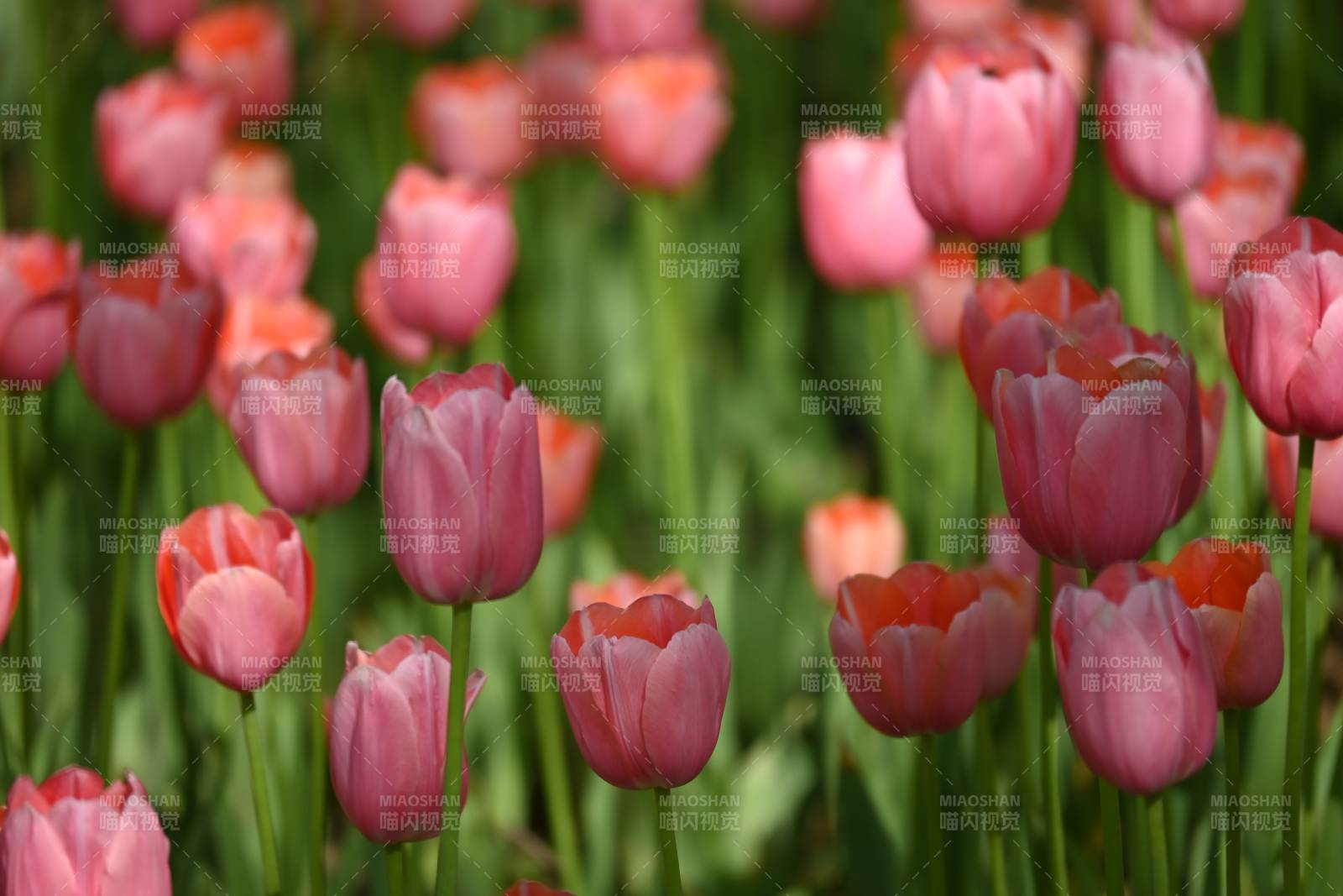 粉色郁金香花海盛開