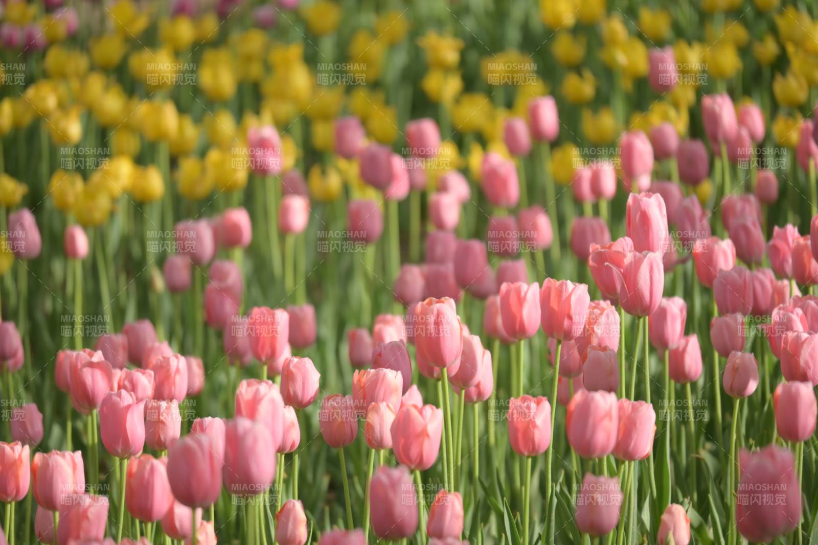 粉色與黃色郁金香花海