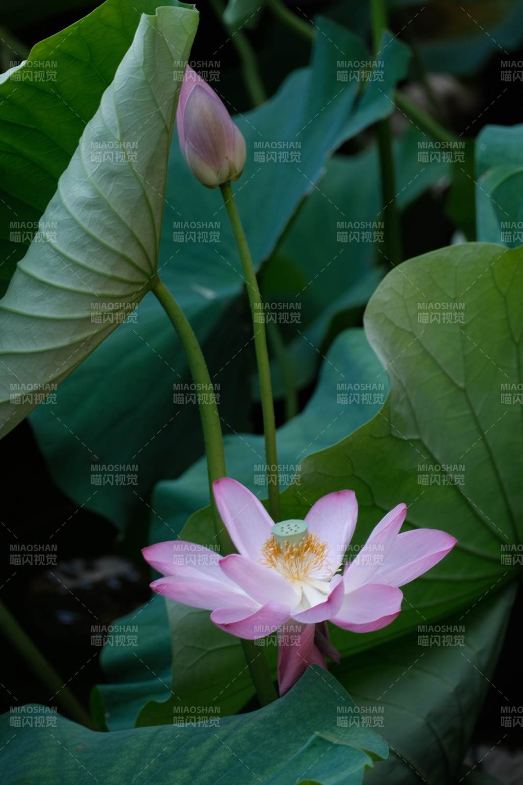 荷花盛開 綠葉相伴