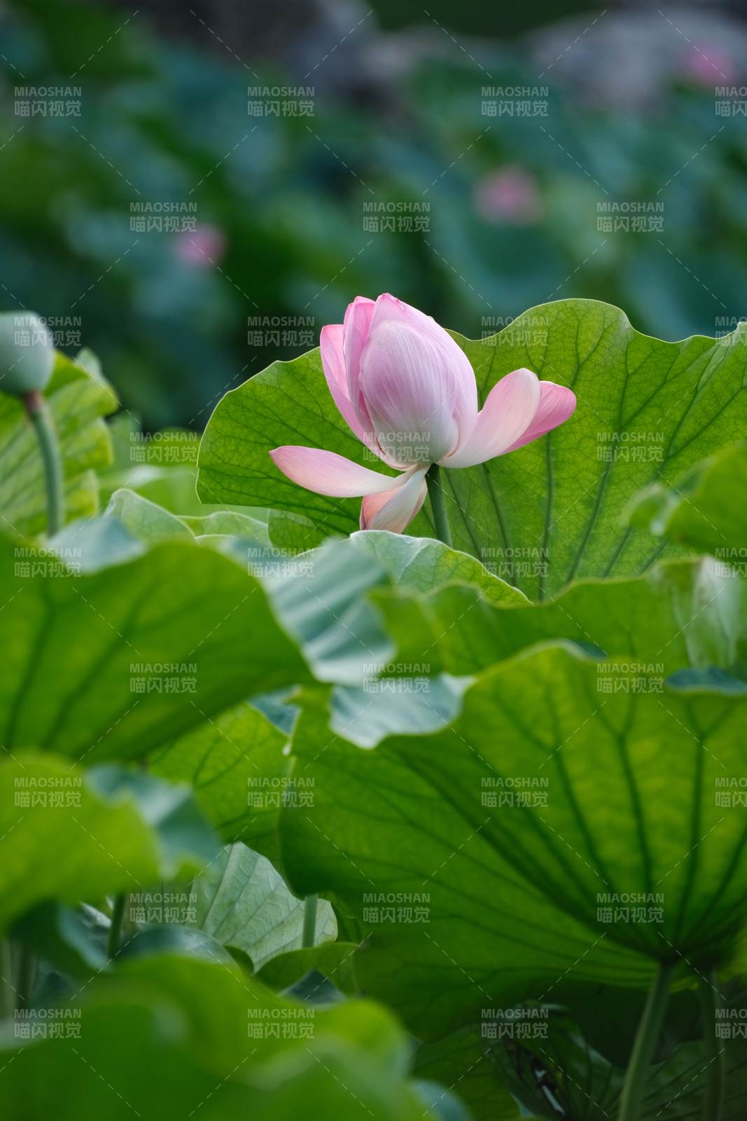 荷花綻放 綠葉相伴