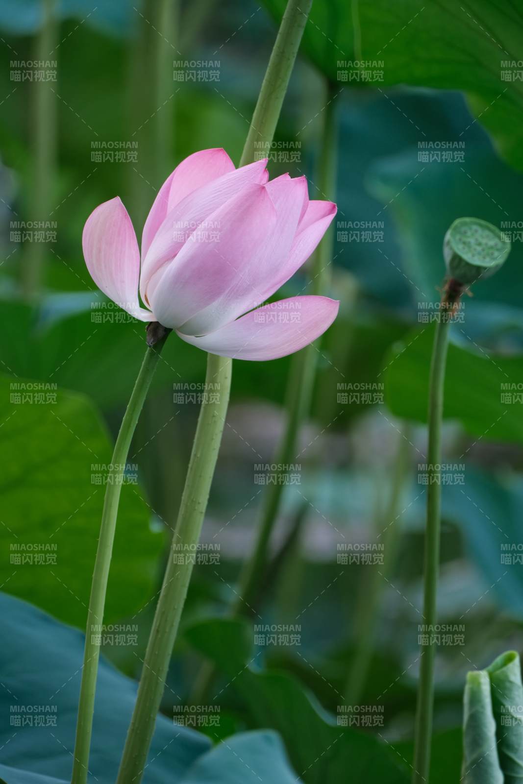 粉色蓮花靜謐綻放