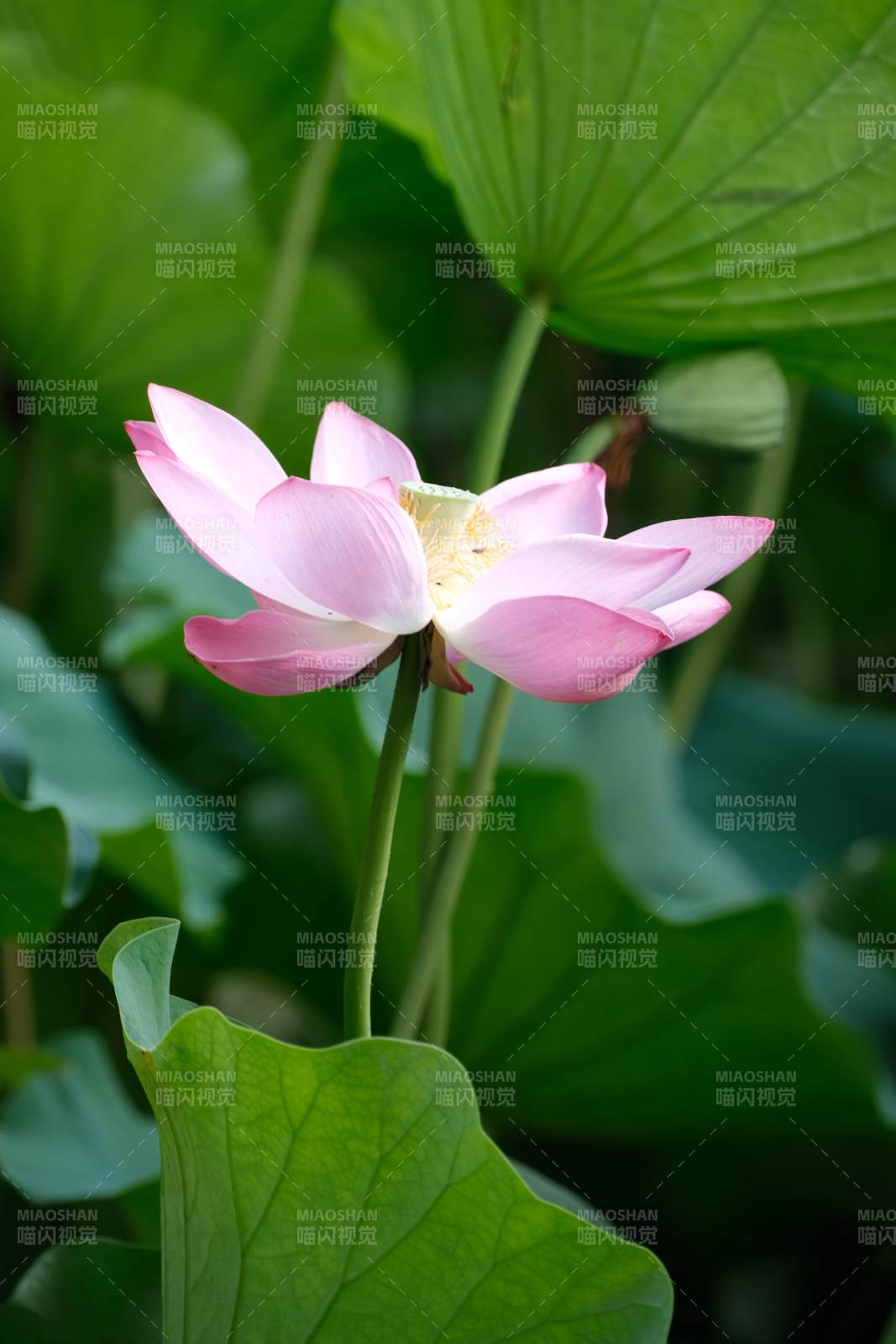 粉色蓮花在綠葉中綻放