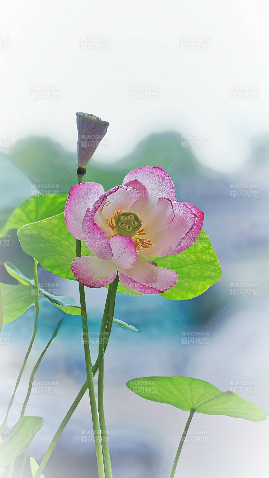 荷花綻放 清新雅致