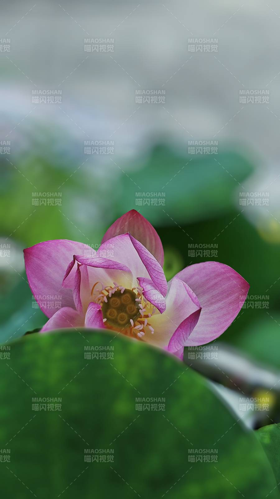 粉色蓮花靜謐綻放