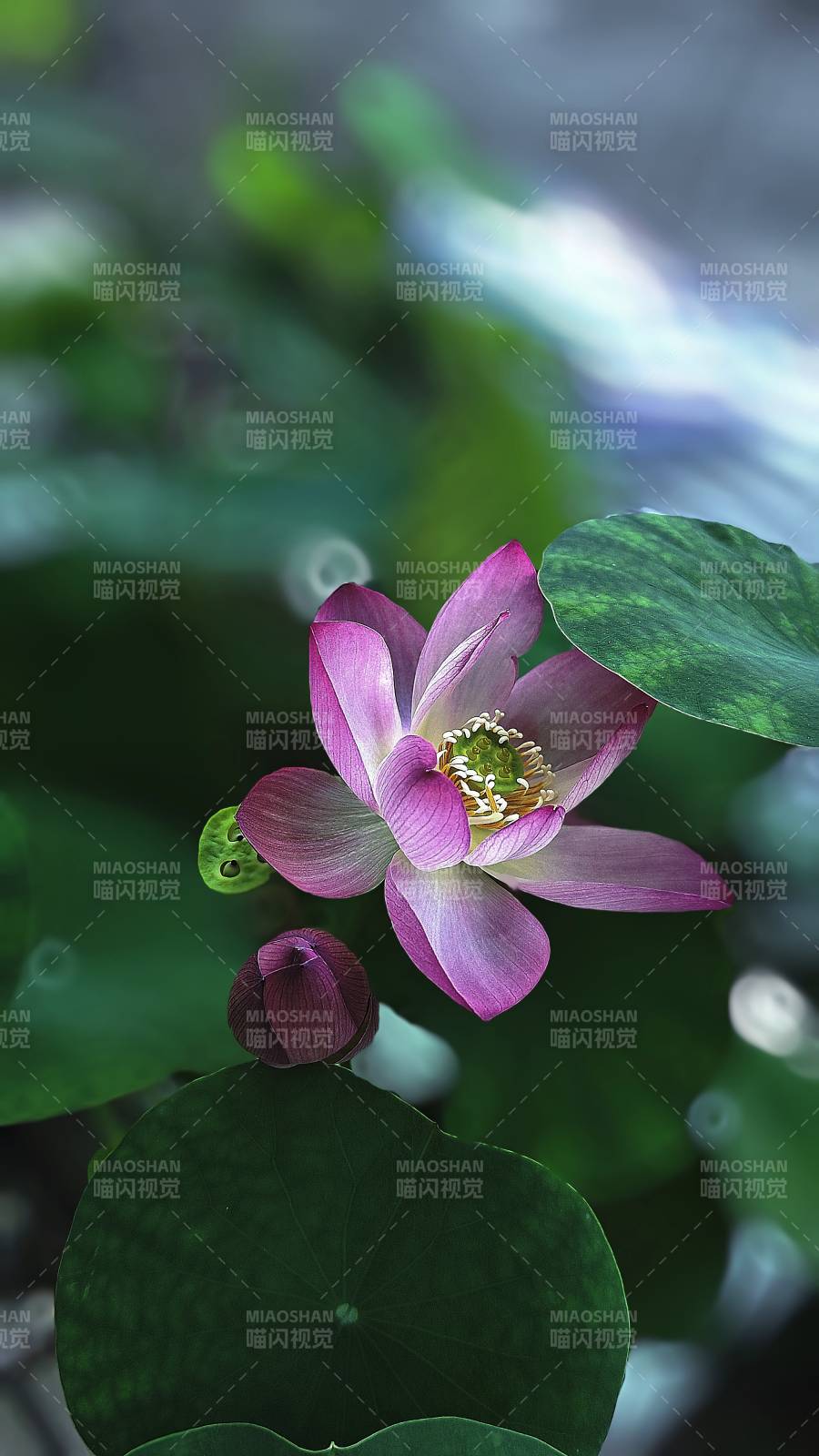 蓮花綻放 綠葉相伴