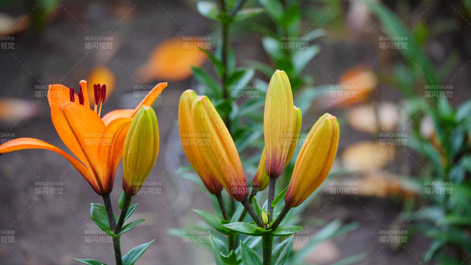 橙黃百合花綻放花園中