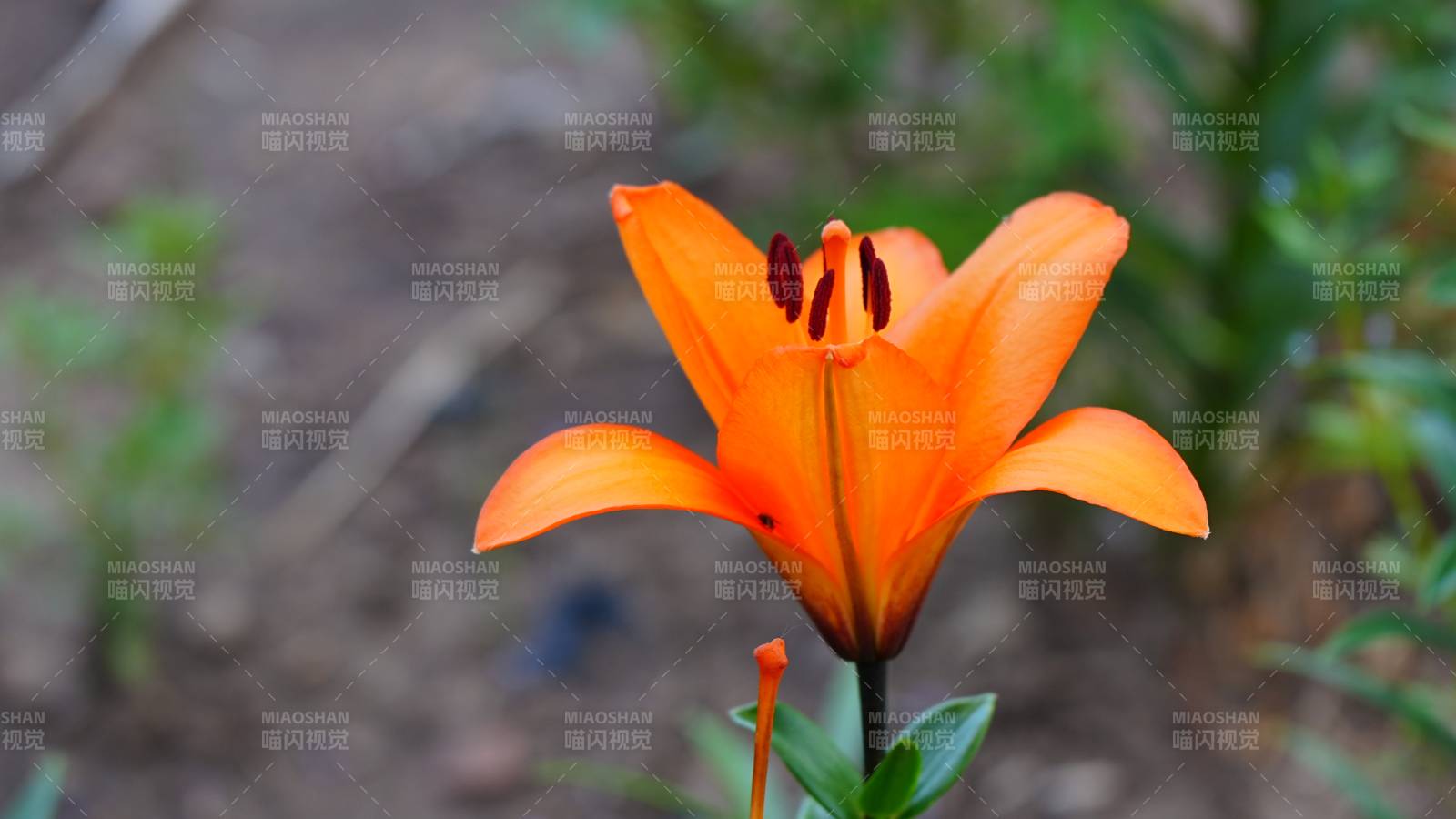 橙色百合花綻放