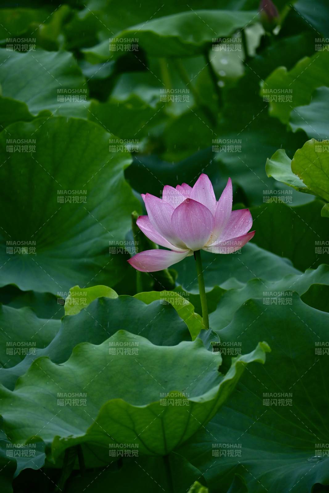 雨中綻放的蓮花