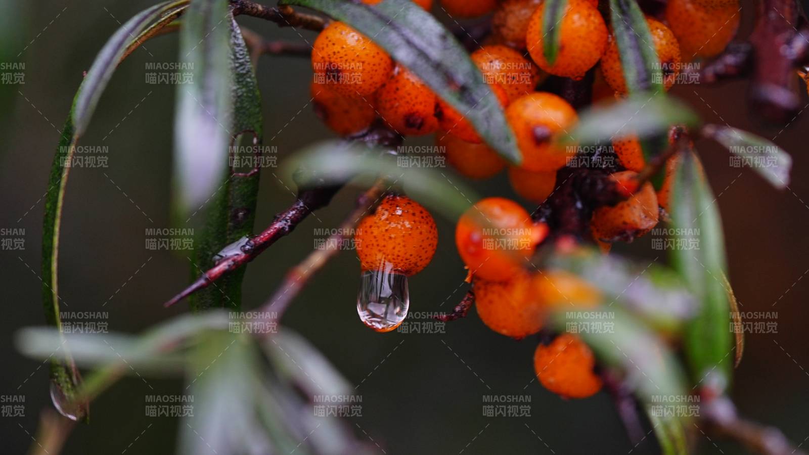 沙棘果實上的水滴