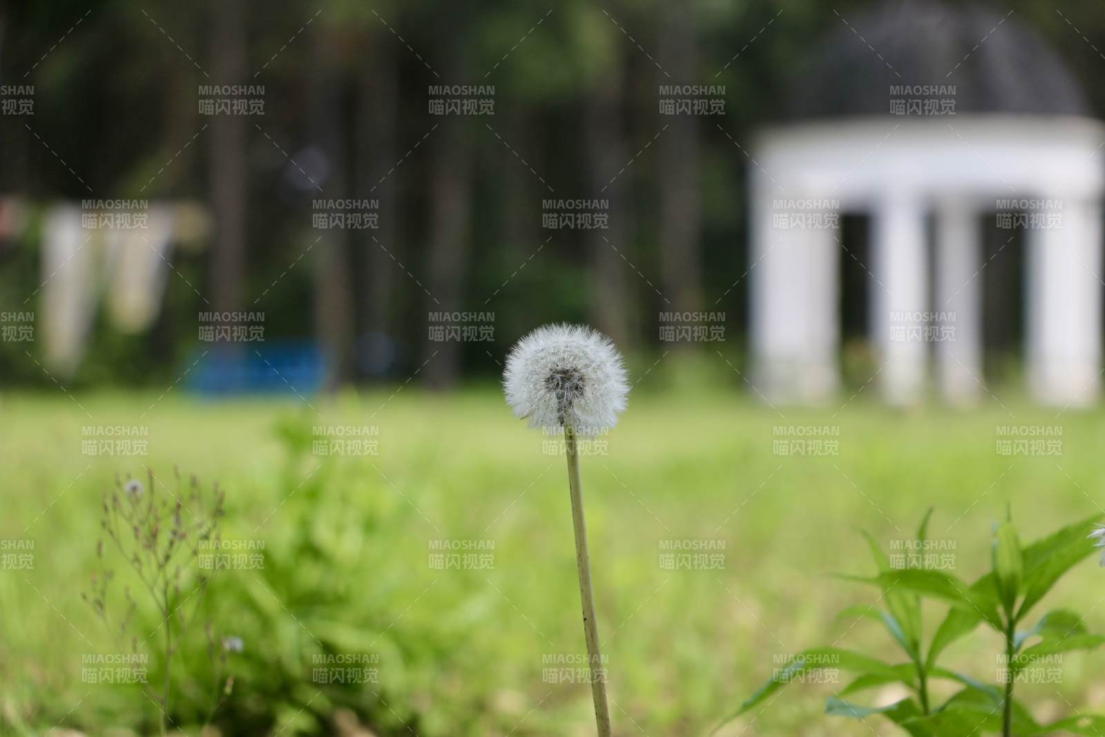 風中的蒲公英與涼亭
