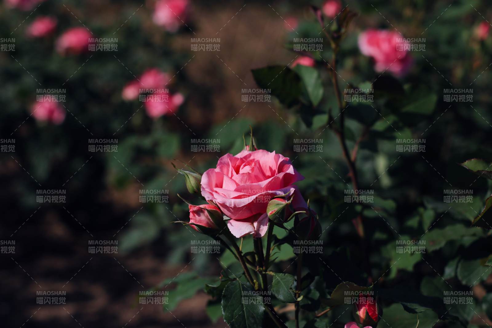 月季花叢中的美麗瞬間