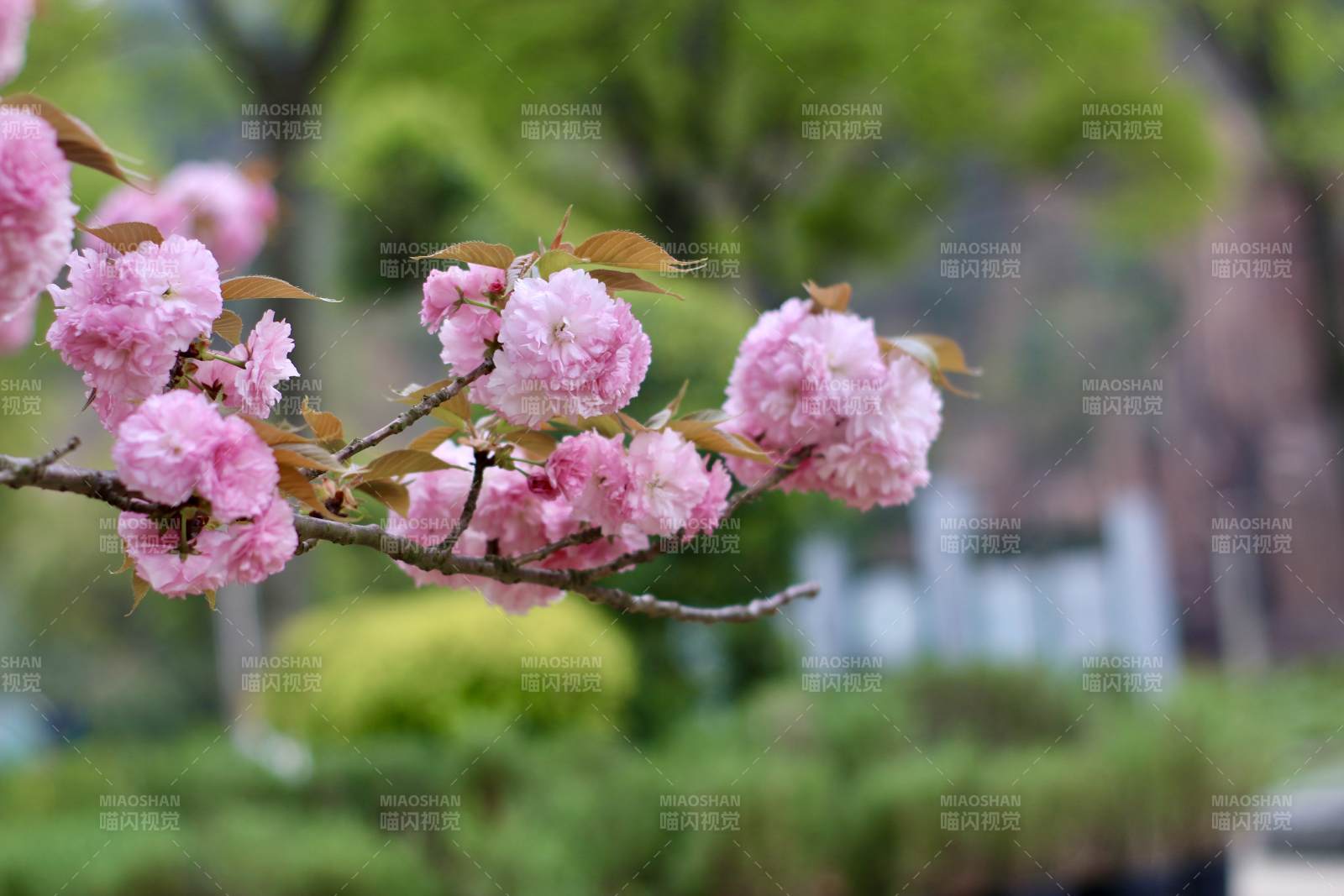 櫻花綻放 春意盎然