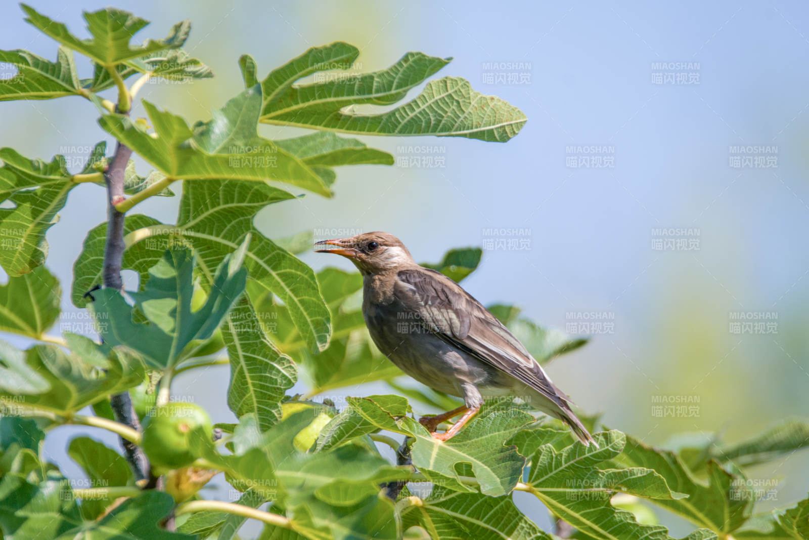 灰椋鳥棲息在無花果樹上