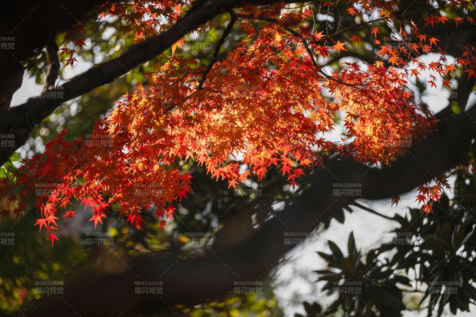 秋日紅葉映枝頭