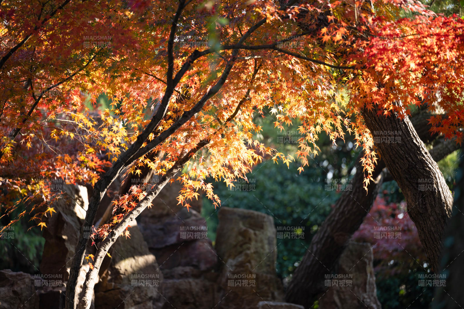 秋日紅葉映石景