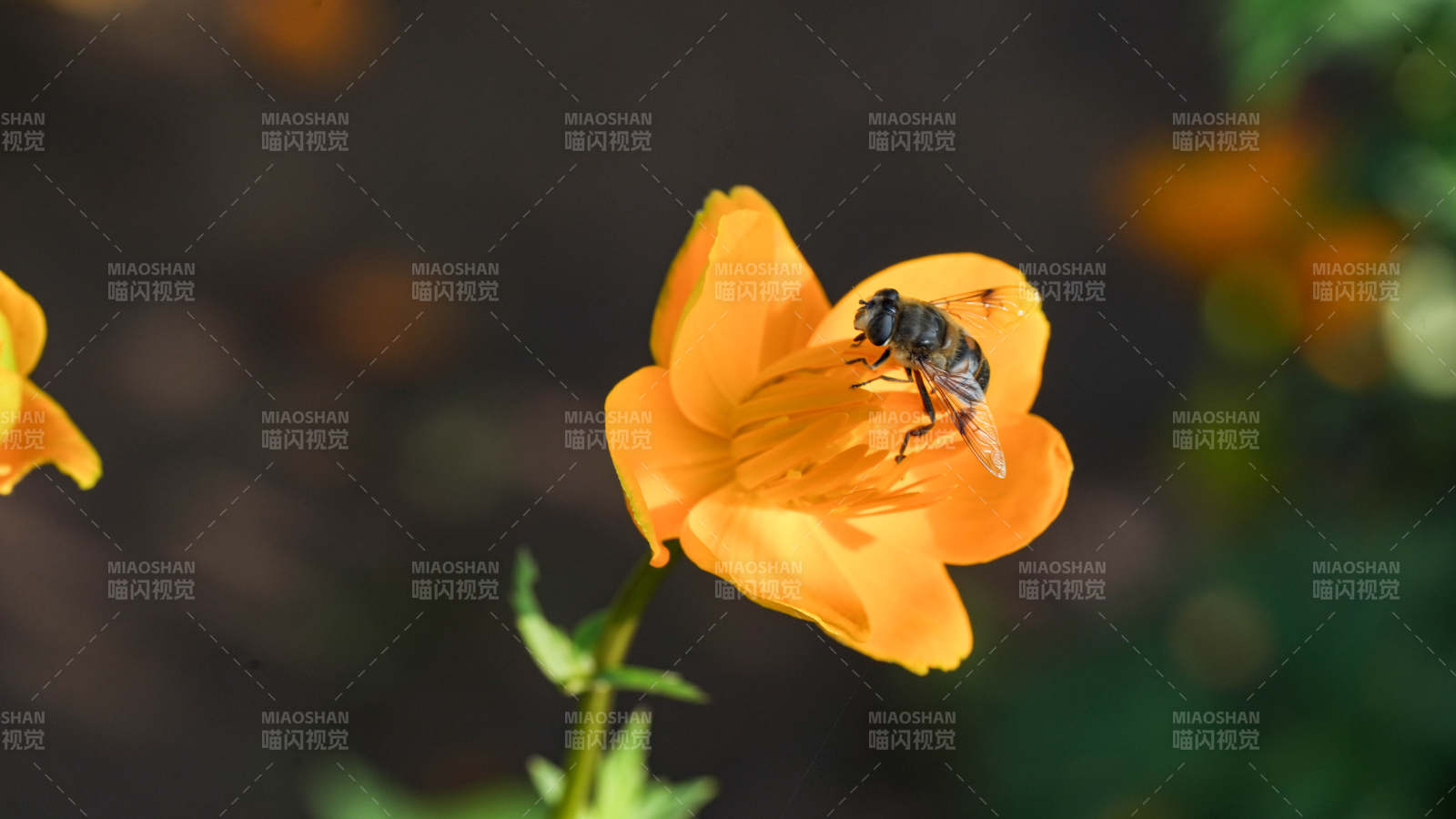 蜜蜂采蜜橙花間