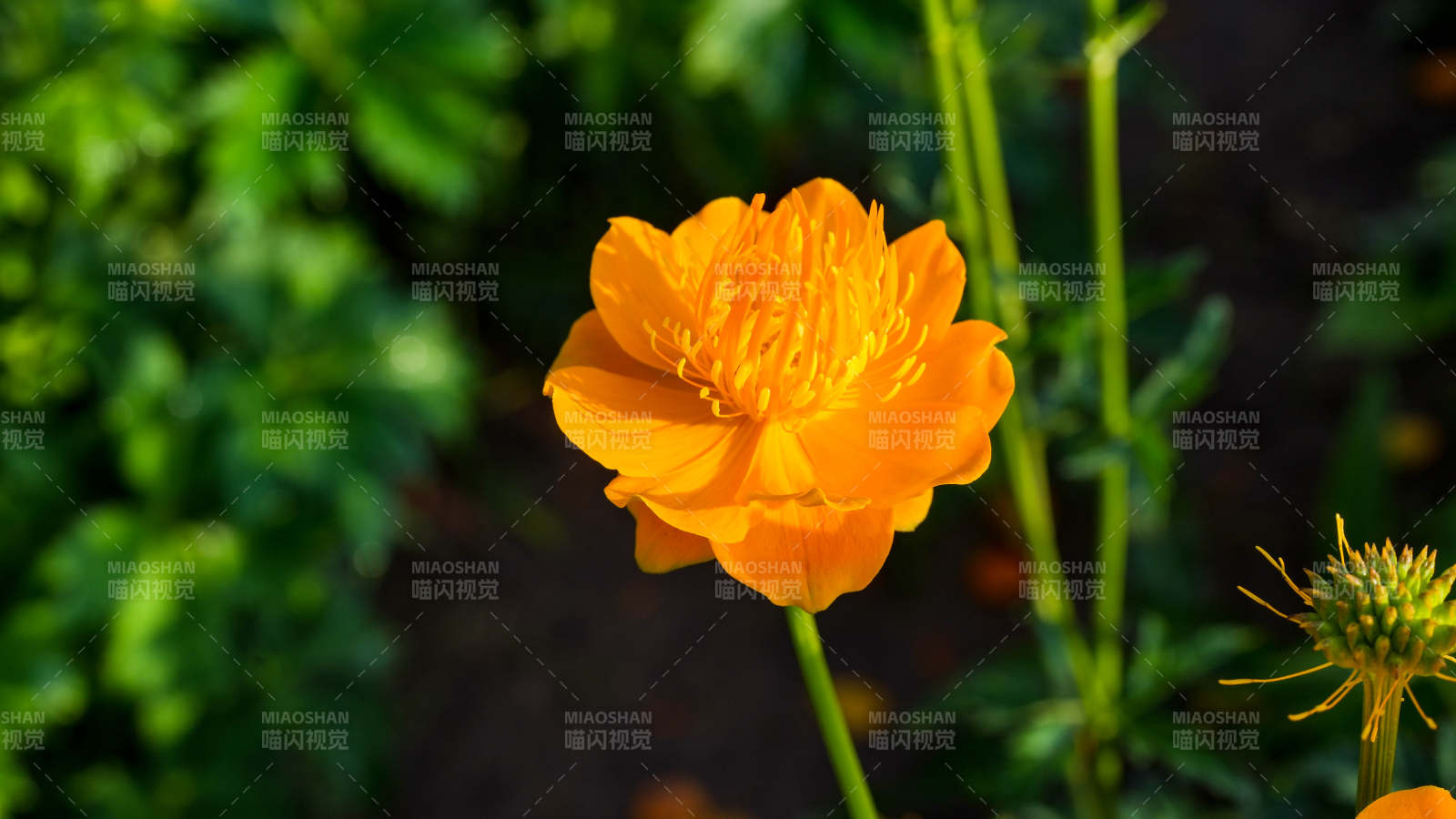 橙色花朵在綠葉中綻放