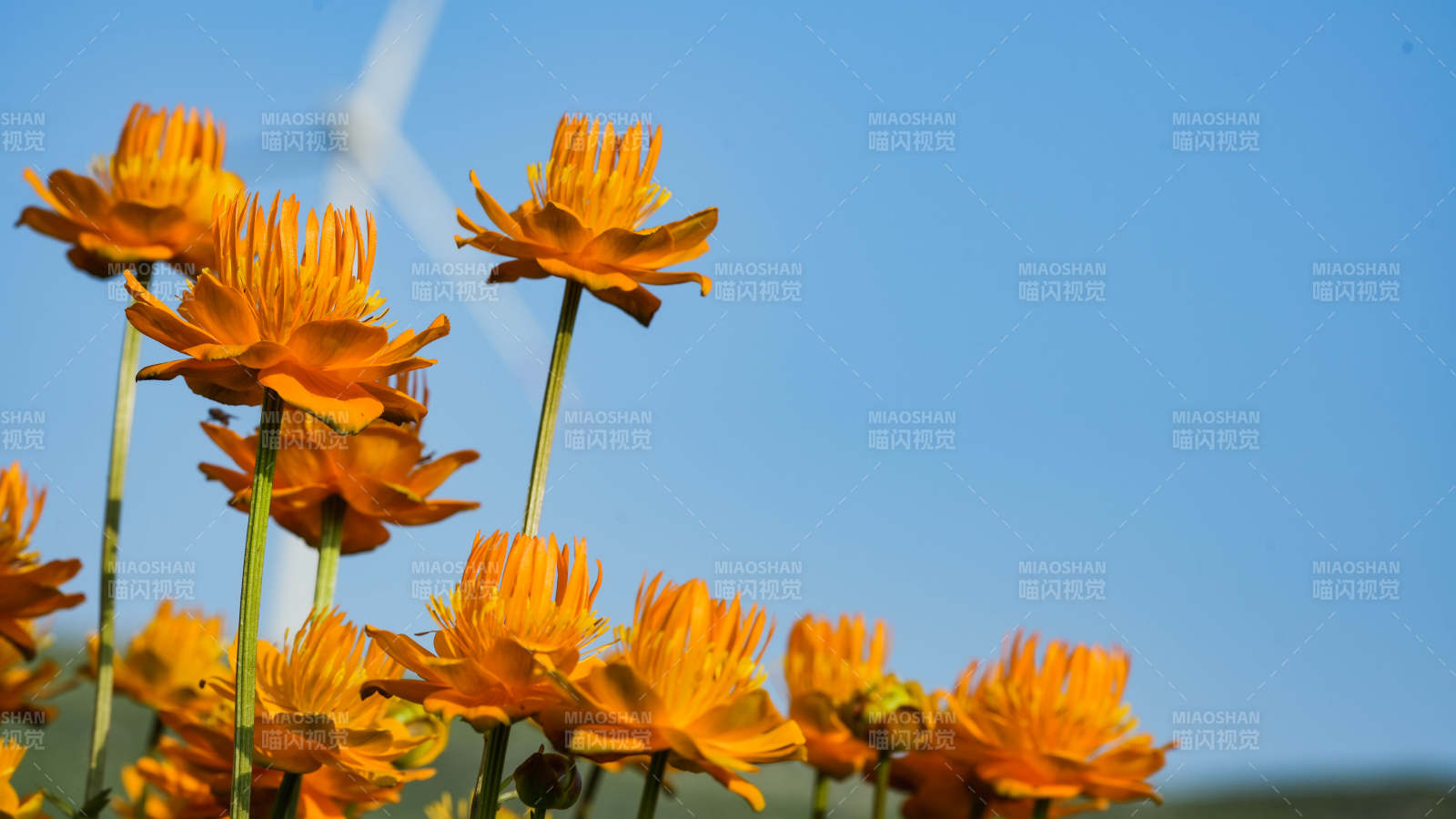 風(fēng)車(chē)下的橙色花海