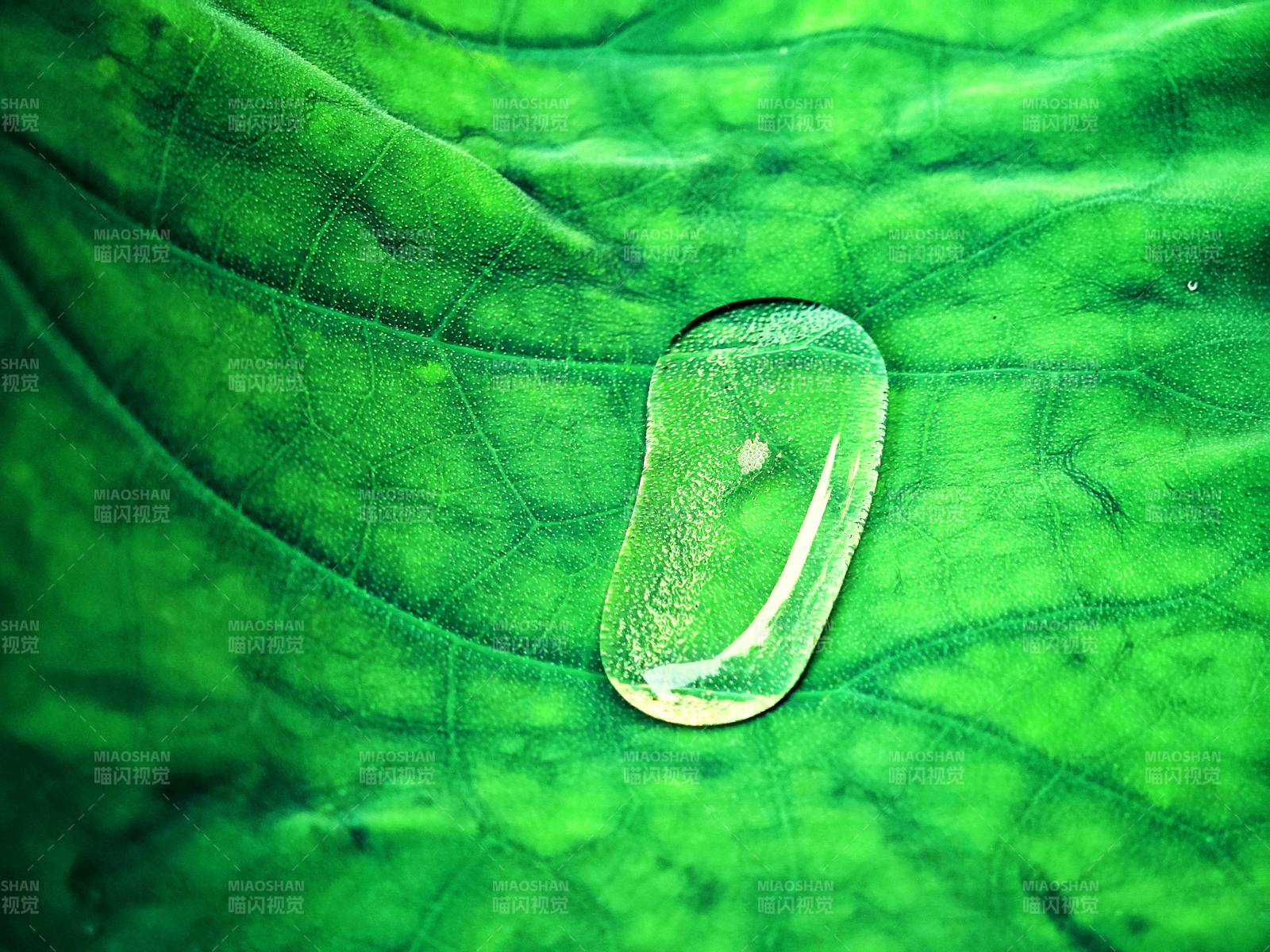 綠色荷葉上晶瑩的水滴
