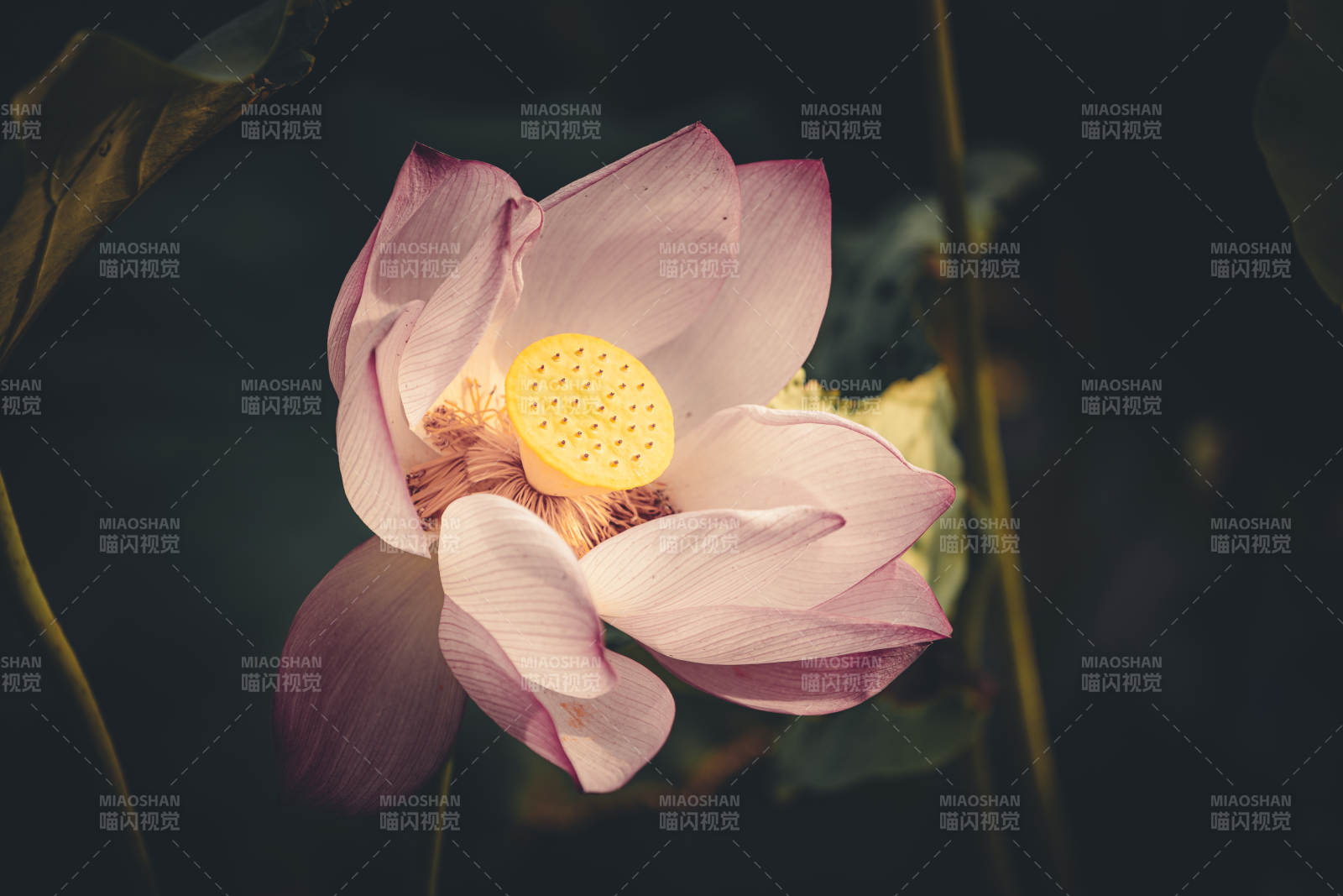 蓮花綻放 靜謐之美