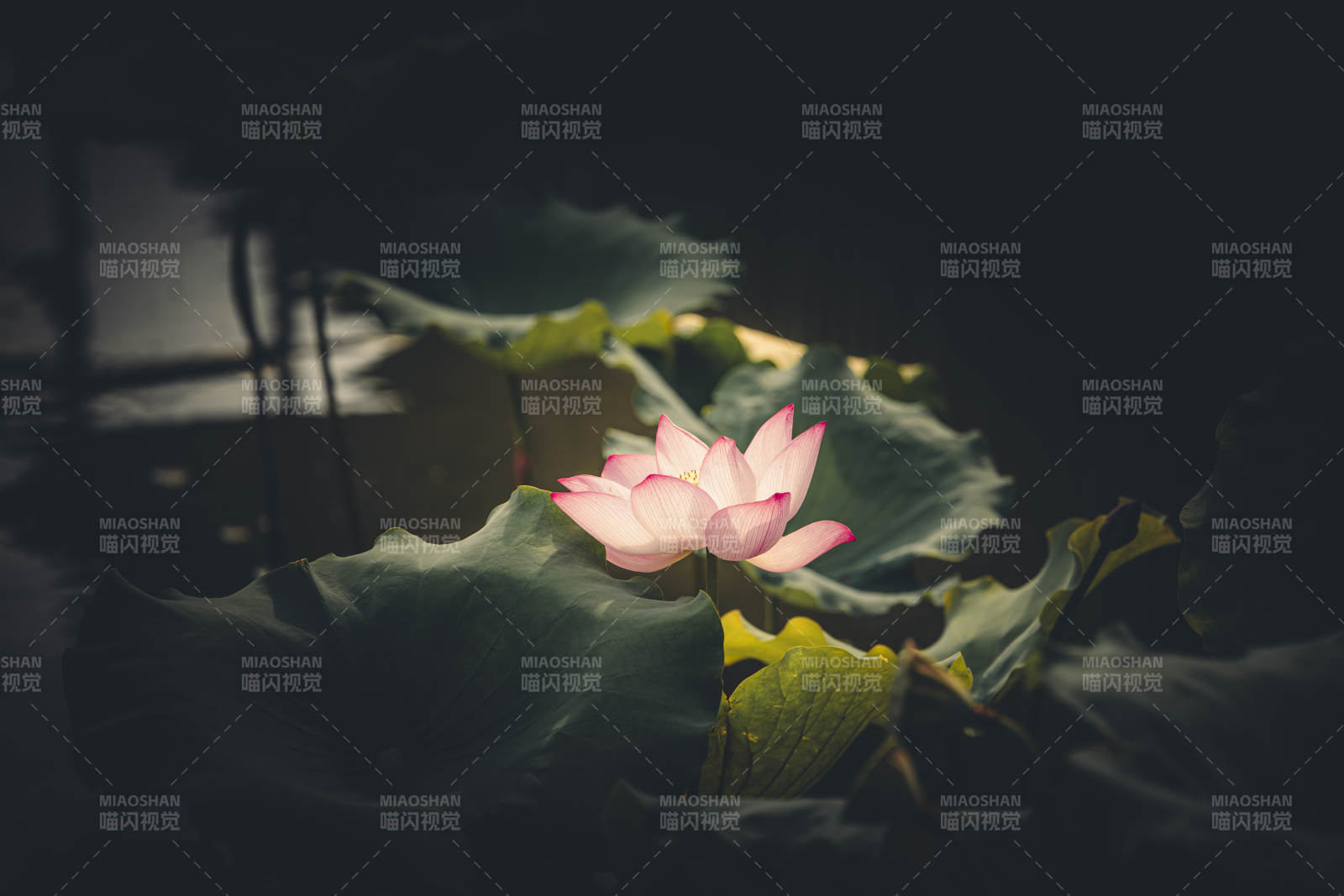 靜謐池塘中的蓮花綻放