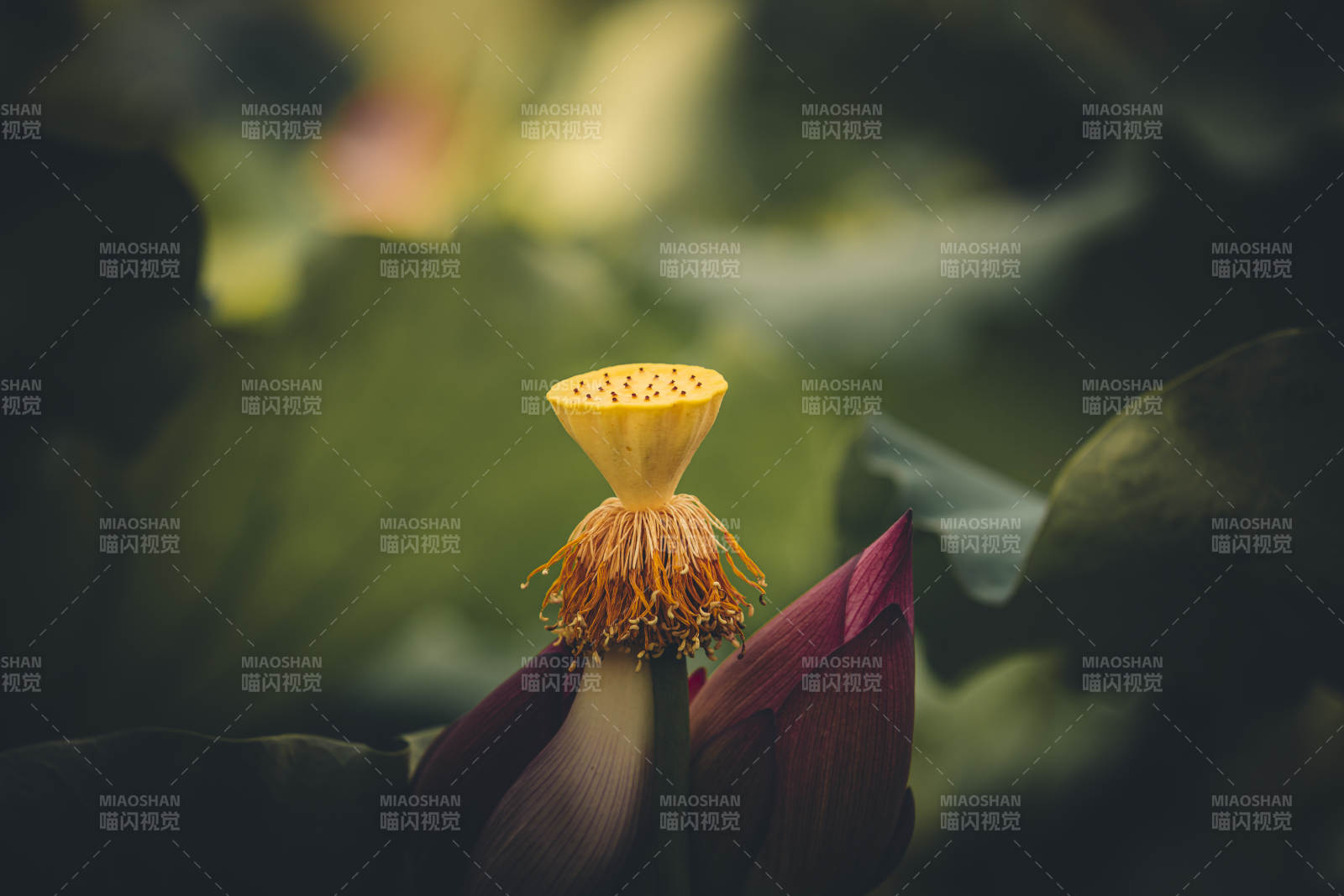 蓮花心蕊 靜謐之美