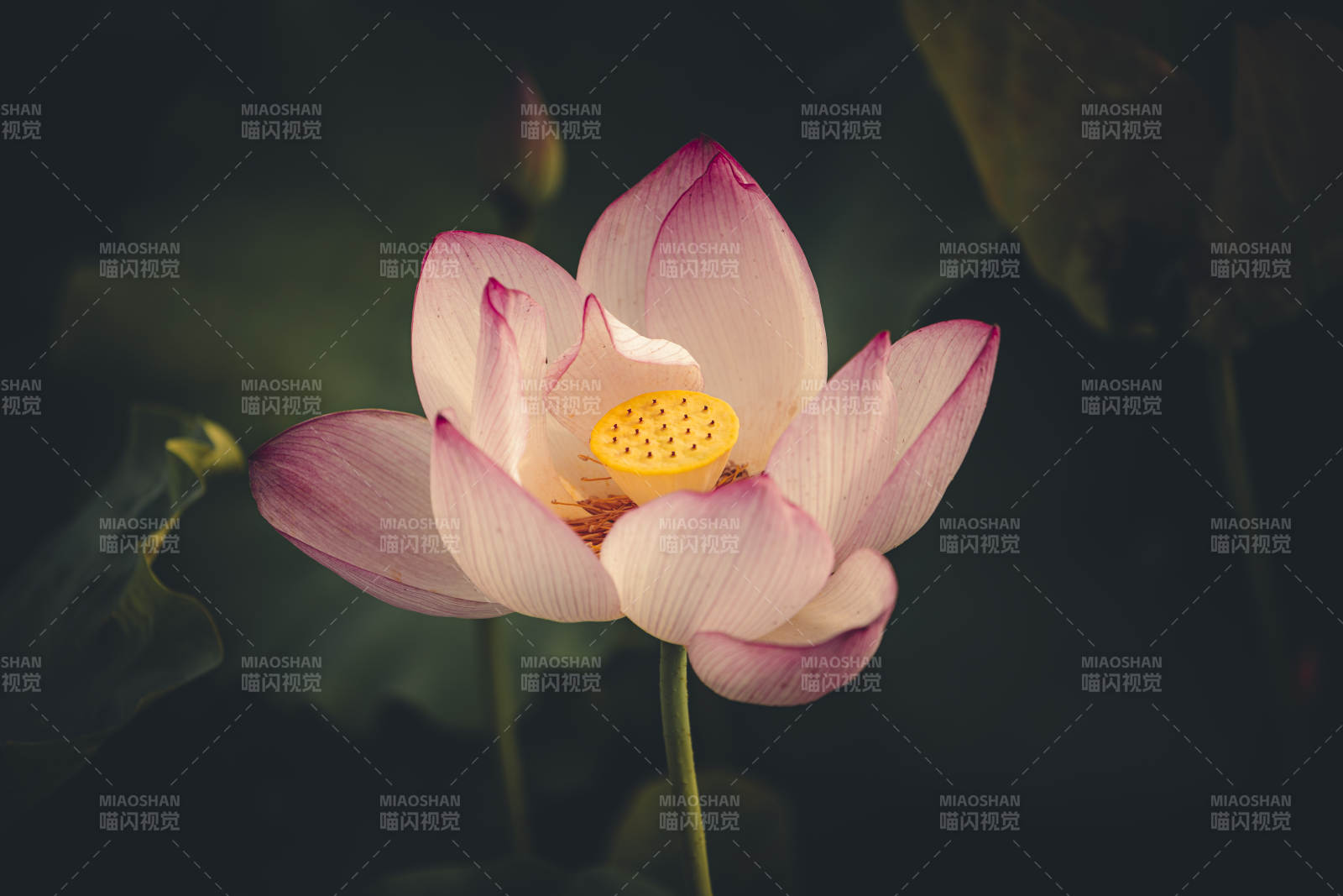 蓮花綻放 靜謐之美