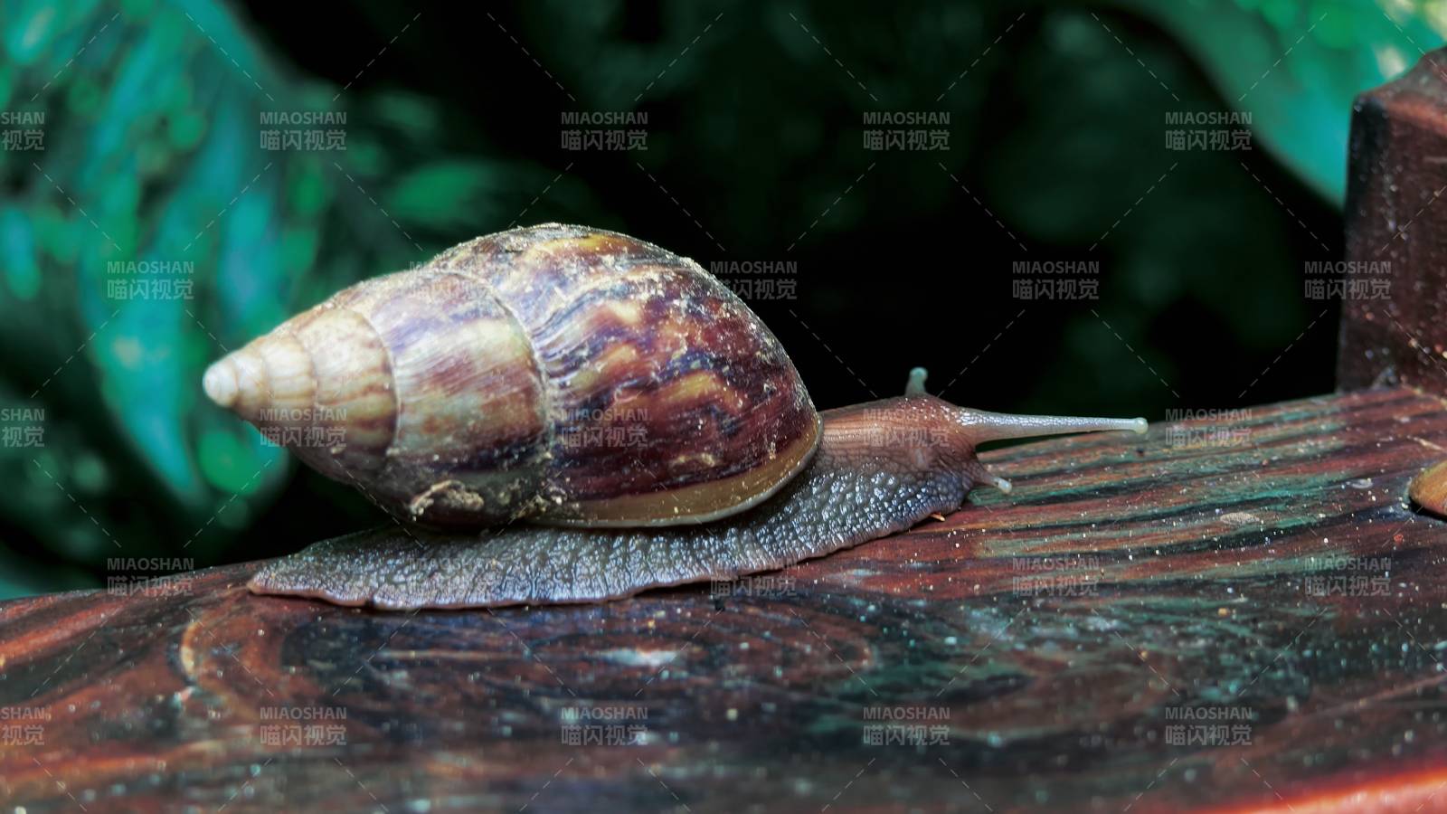 蝸牛在木頭上爬行