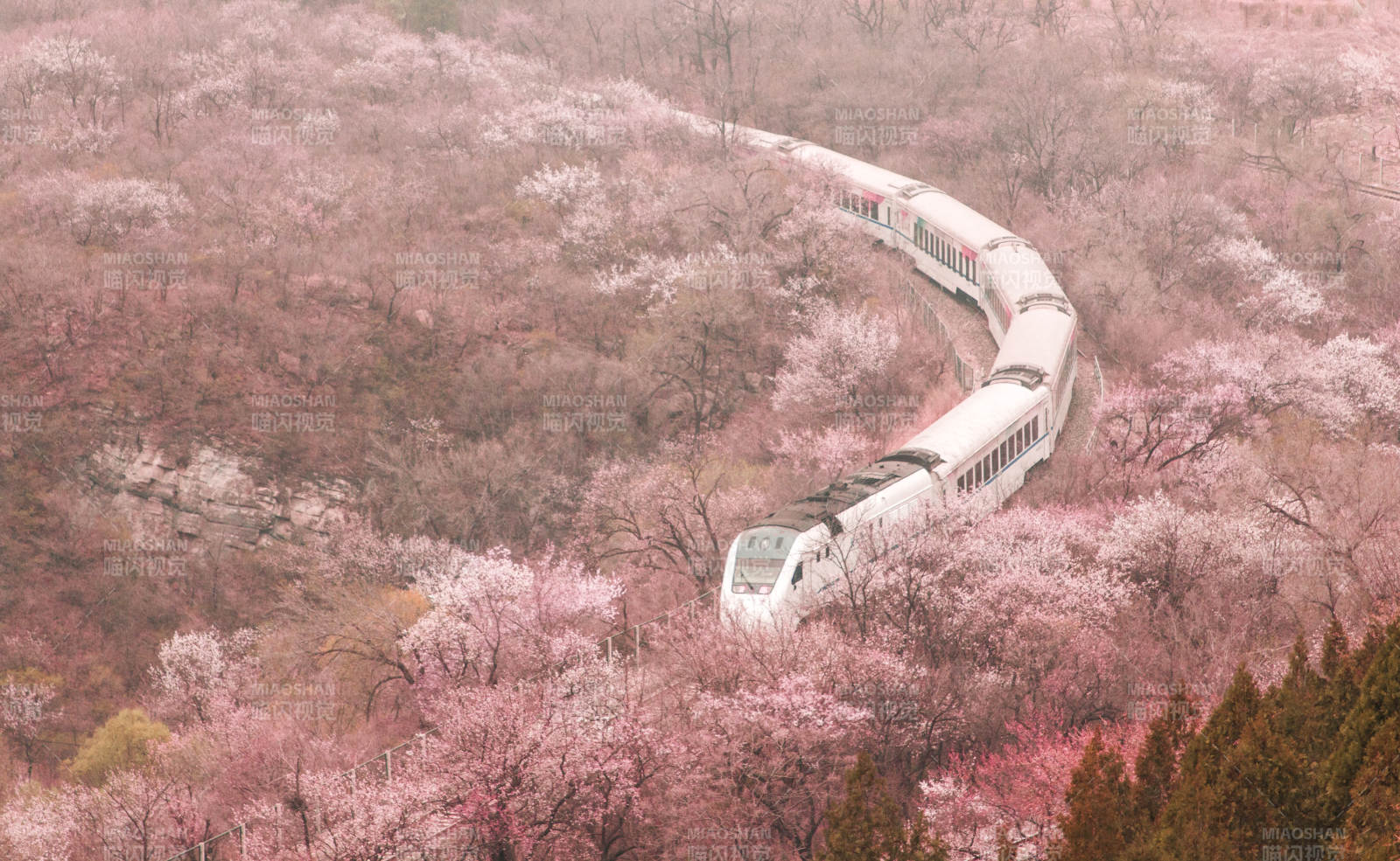 北京S2線(xiàn)櫻花叢中列車(chē)行
