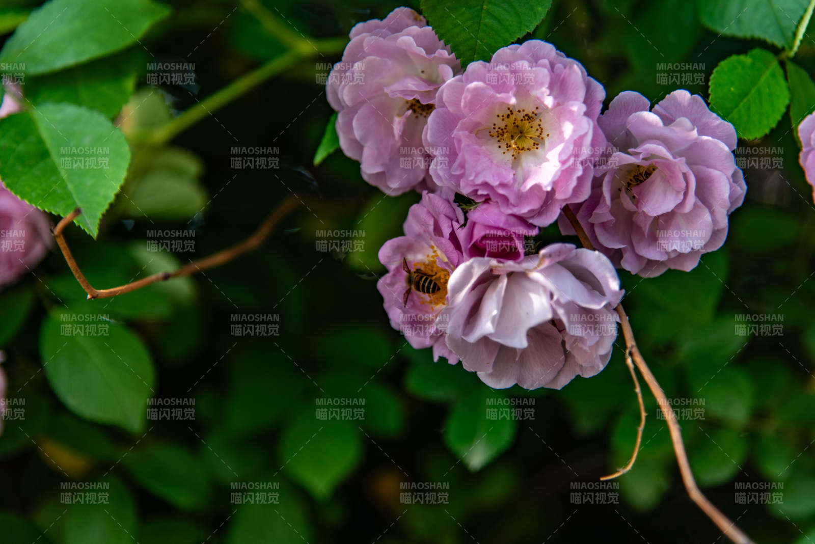 薔薇花與蜜蜂共舞