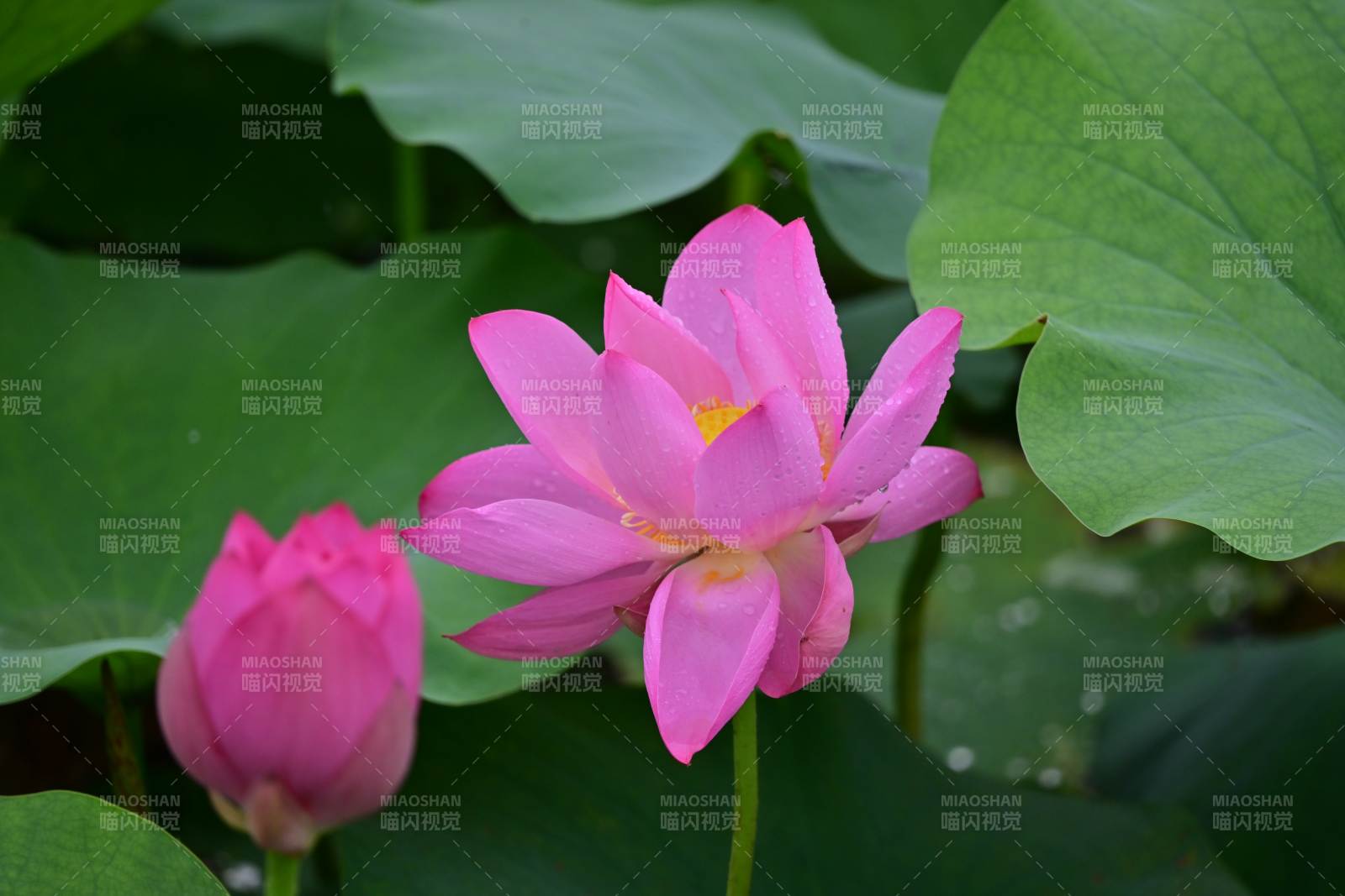 粉嫩蓮花靜謐綻放