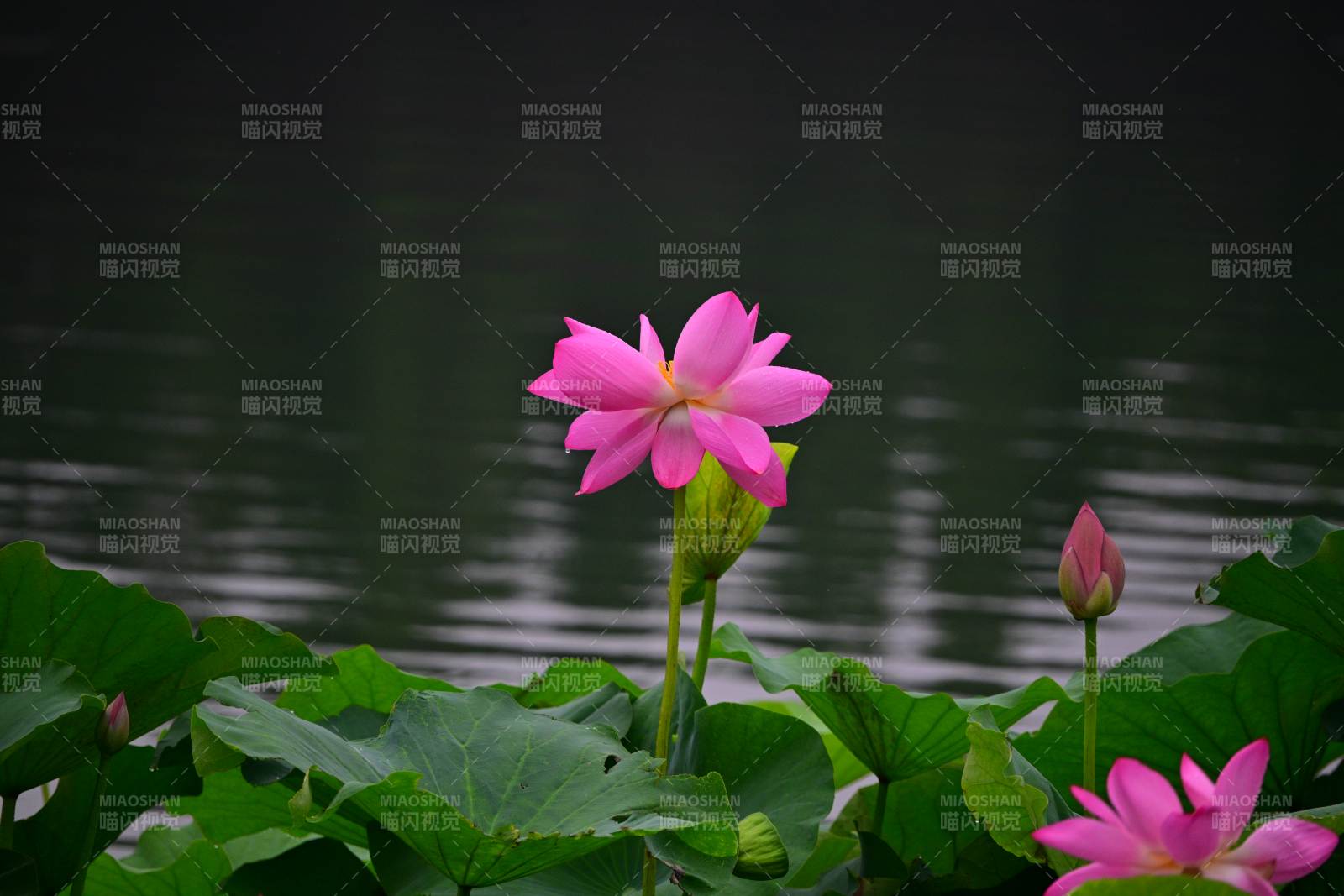 池塘中的粉色蓮花