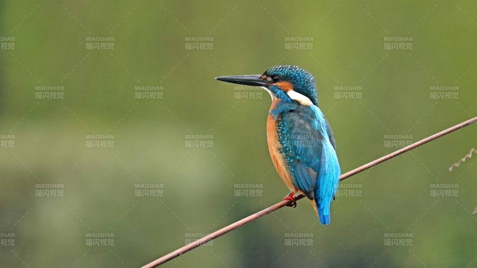 翠鳥棲枝 靜謐自然