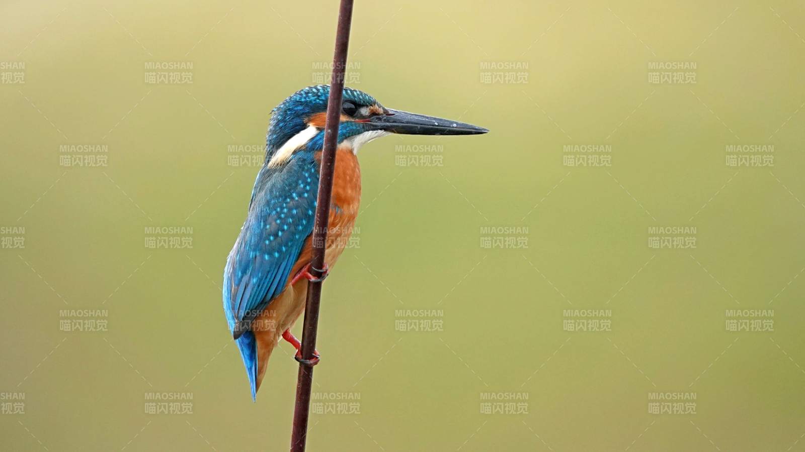 翠鳥棲枝靜待魚
