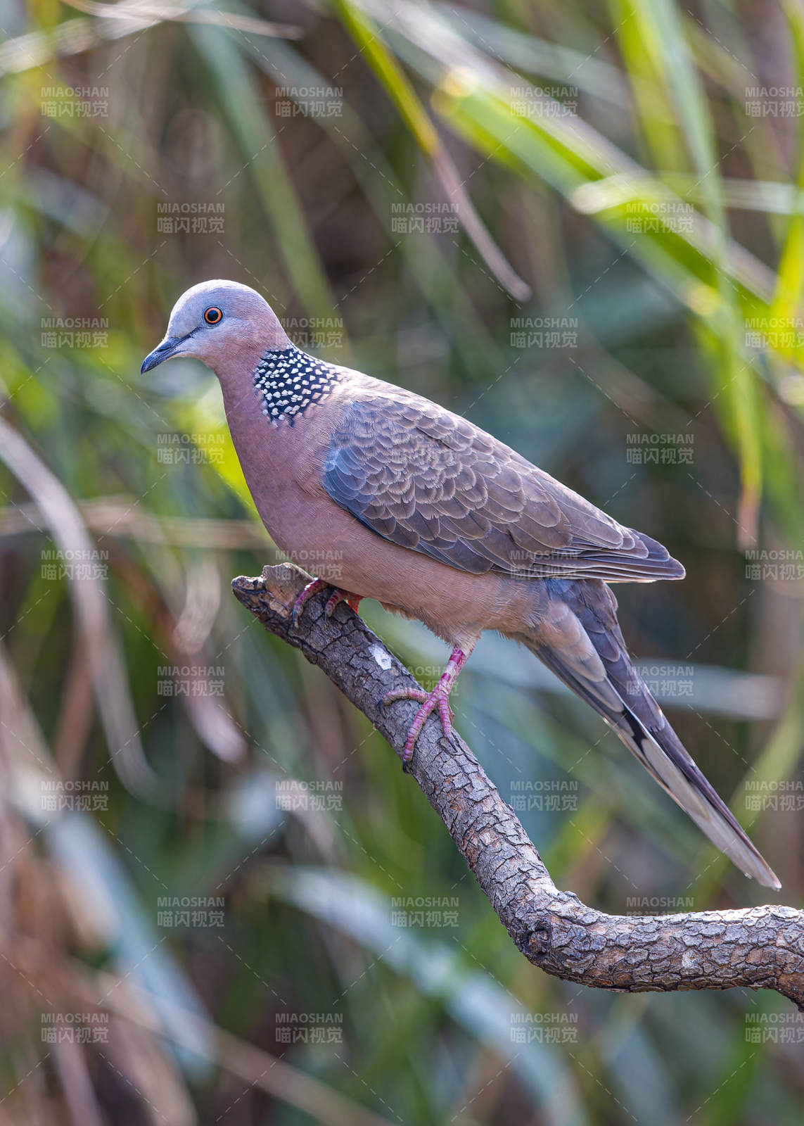 斑鳩棲息樹枝上