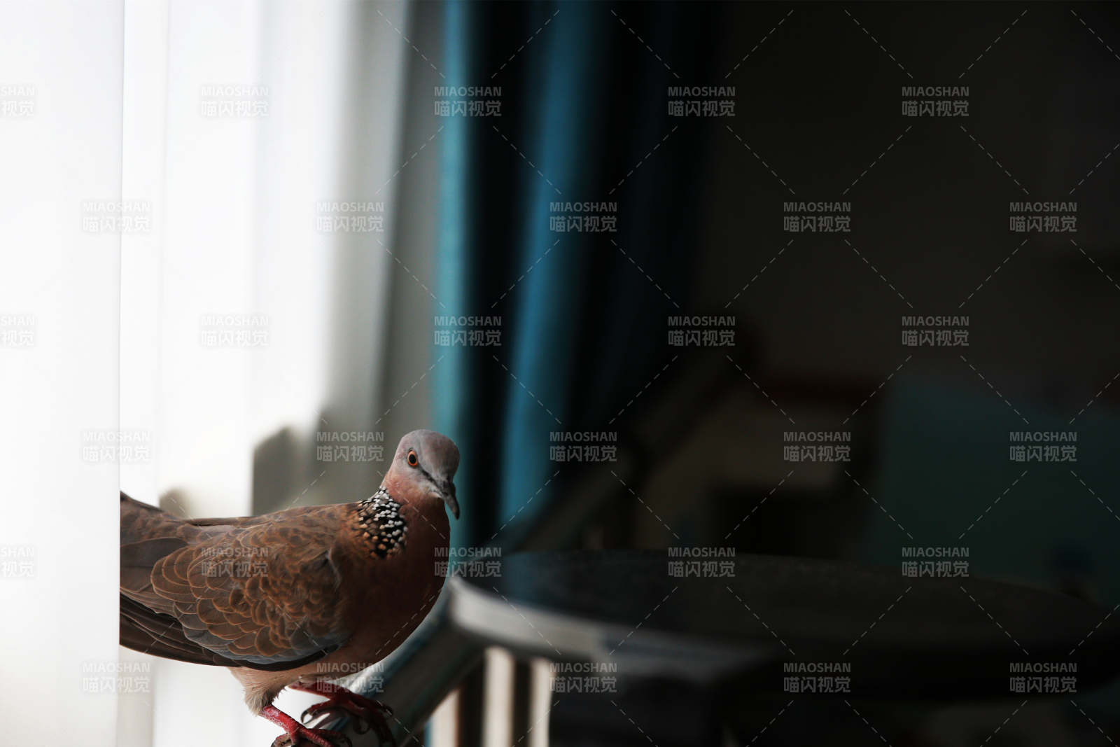 窗邊的斑鳩鳥