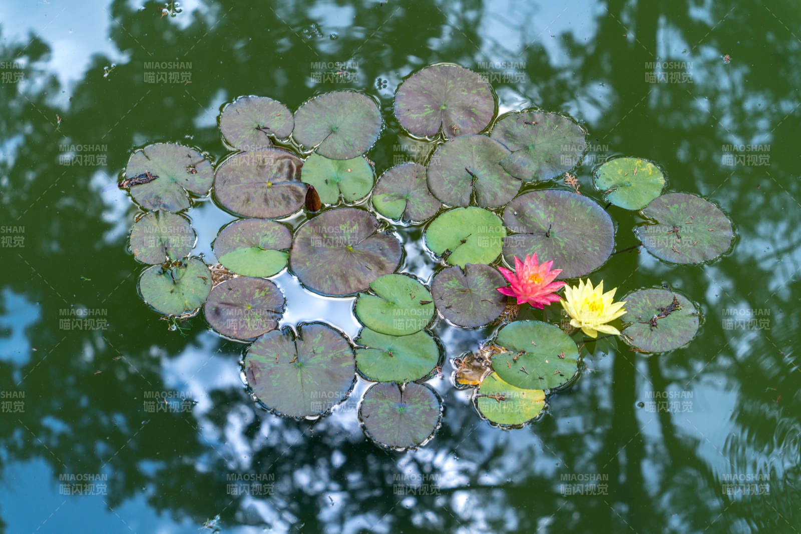 池塘中的睡莲与荷叶