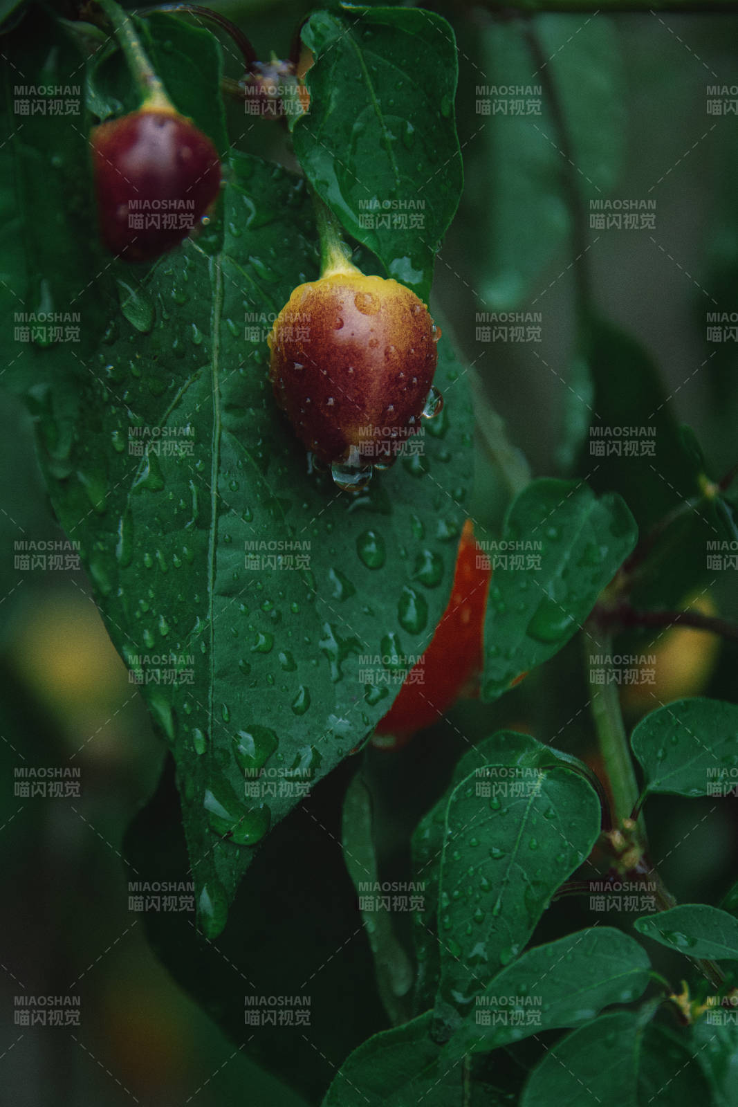 攝影日記?菜園子
