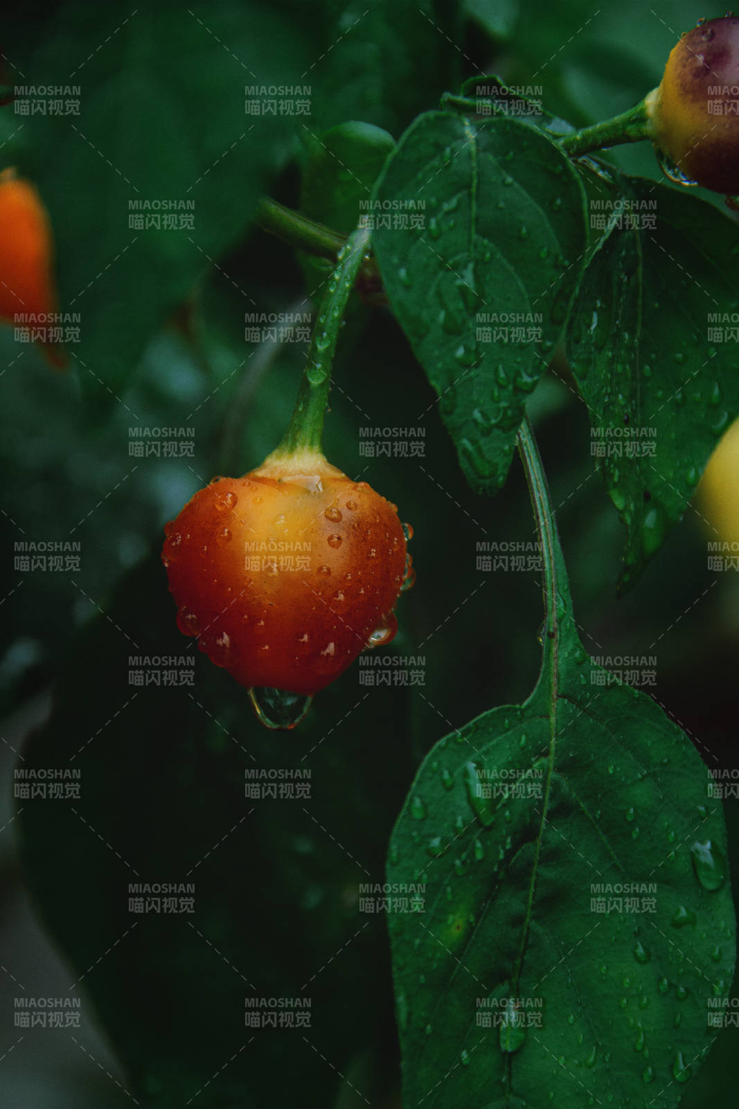 攝影日記?菜園子