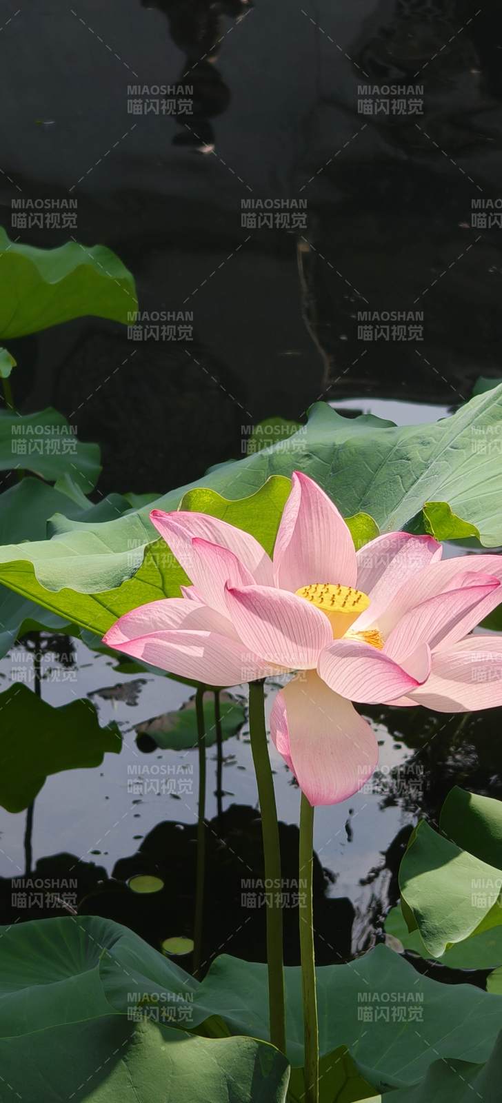 池塘中的粉色蓮花